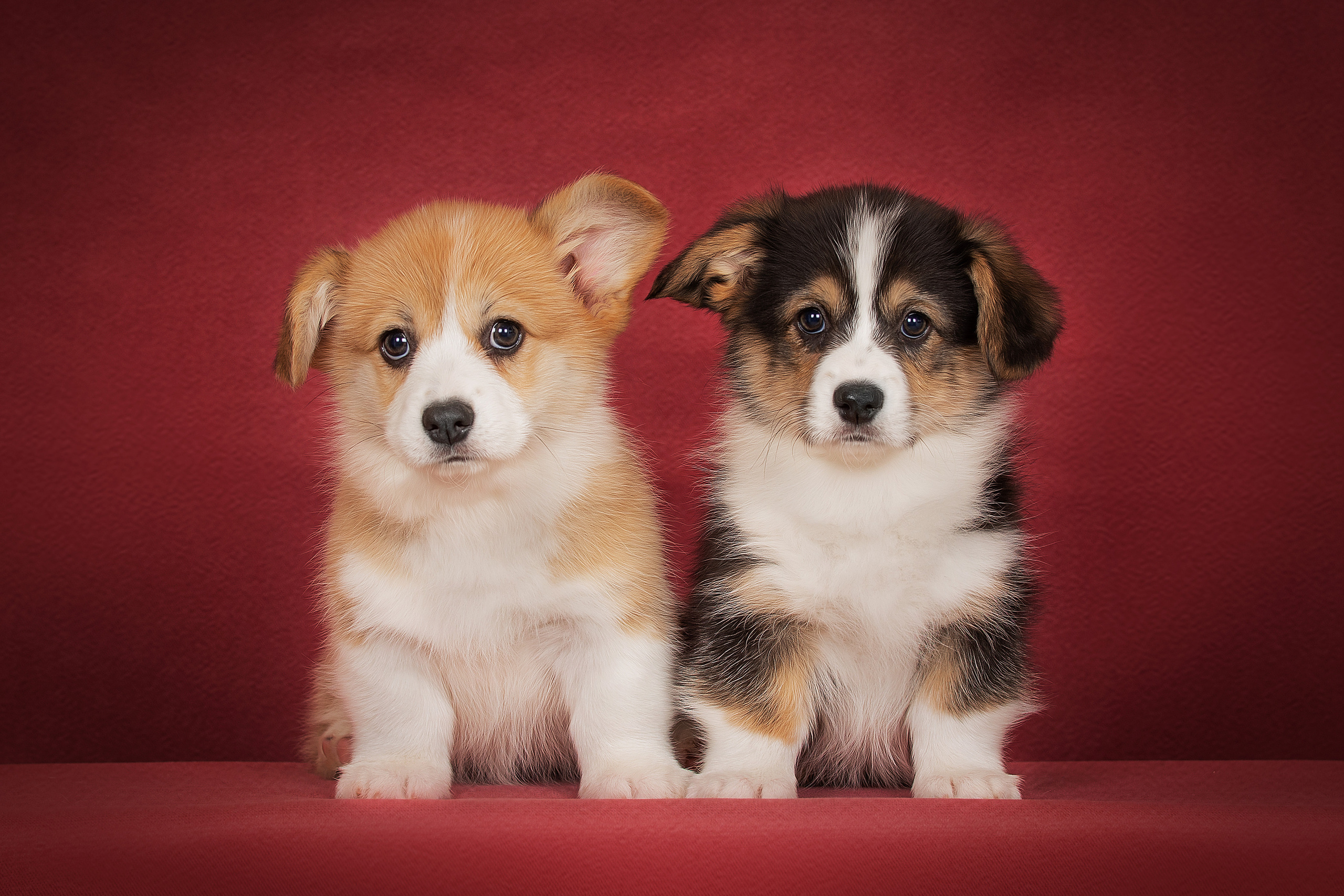 Щенки. Фотограф