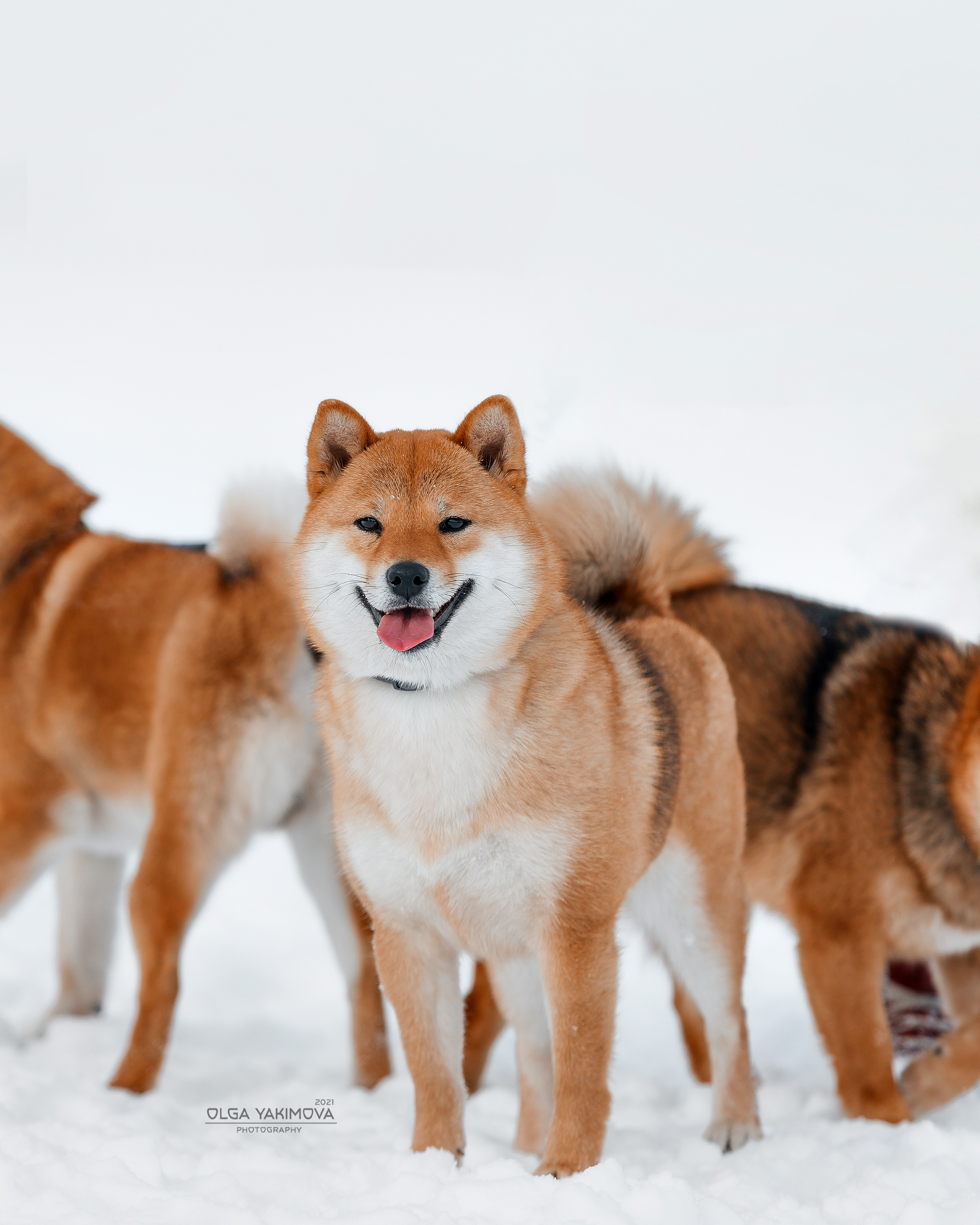 Сиба. Фотограф