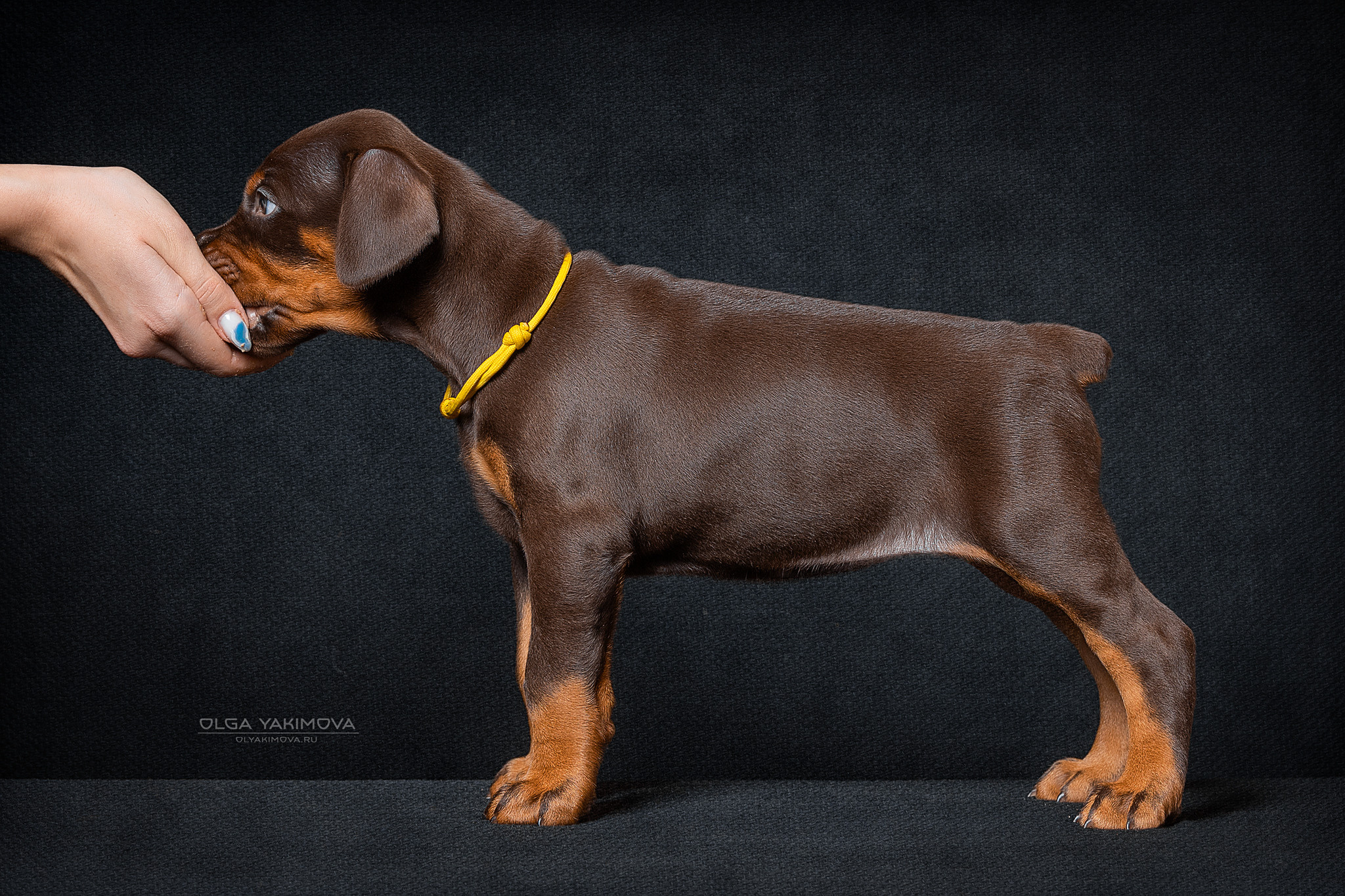 Щенки. Фотограф