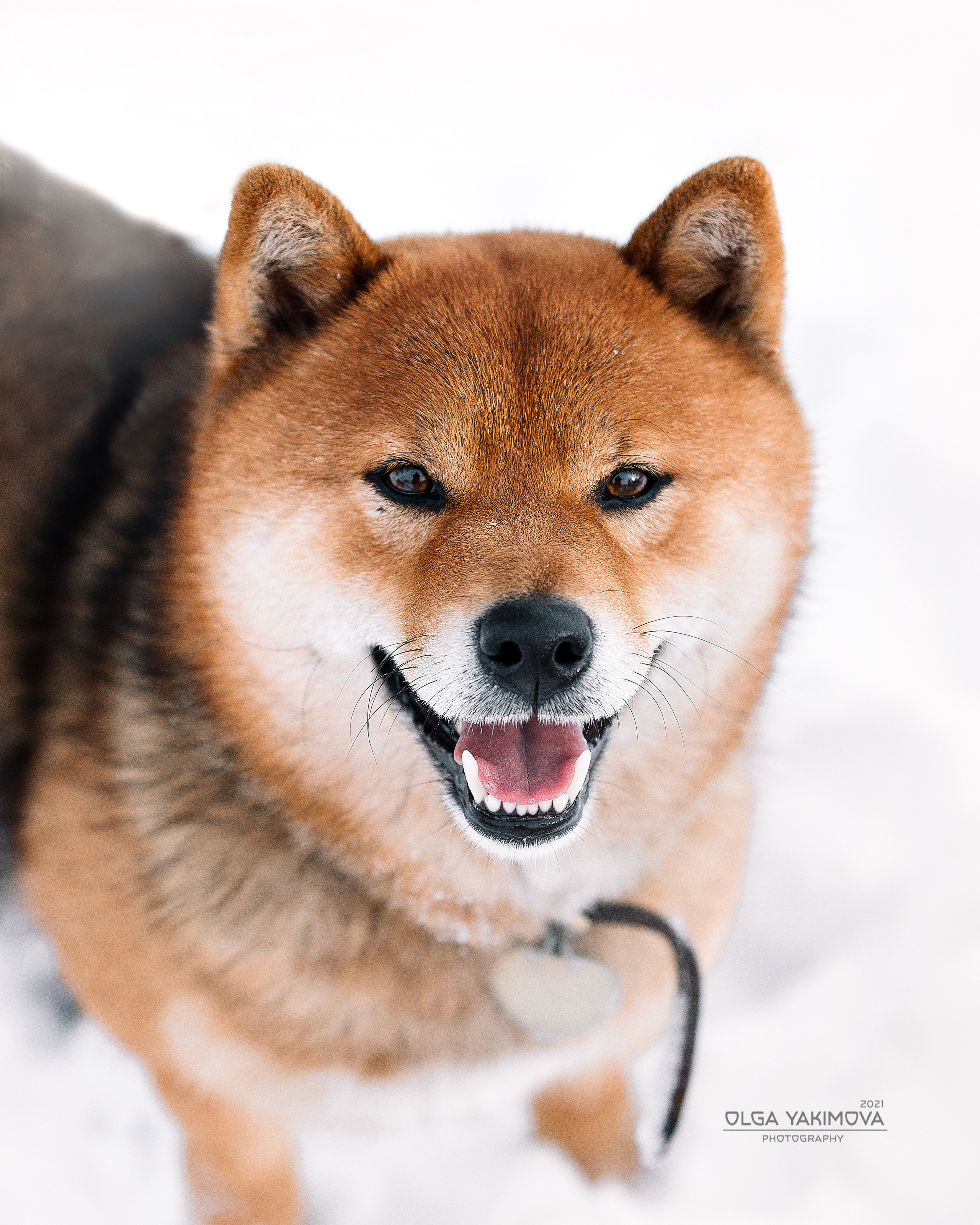 Сиба. Фотограф