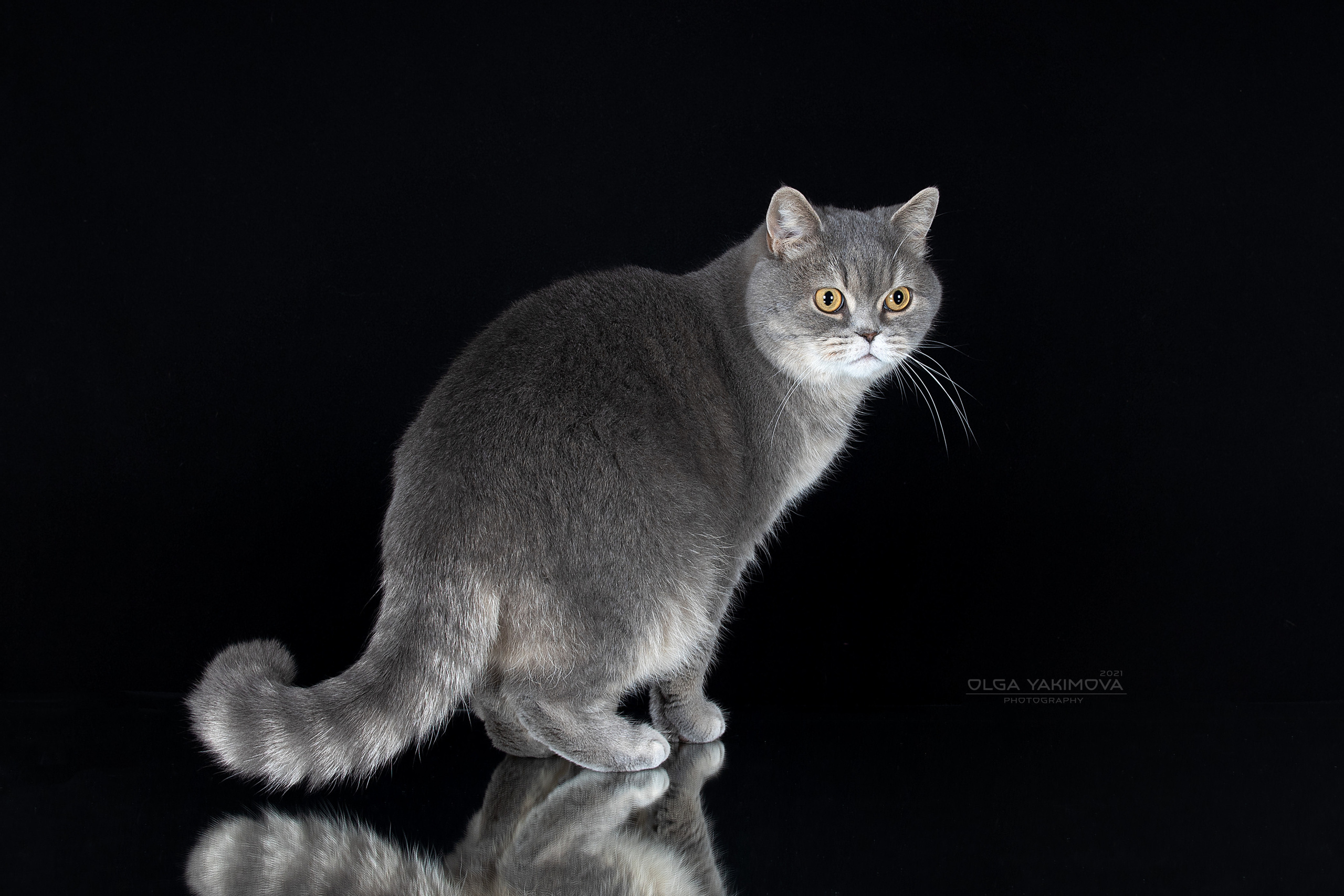 Кошки. Фотограф