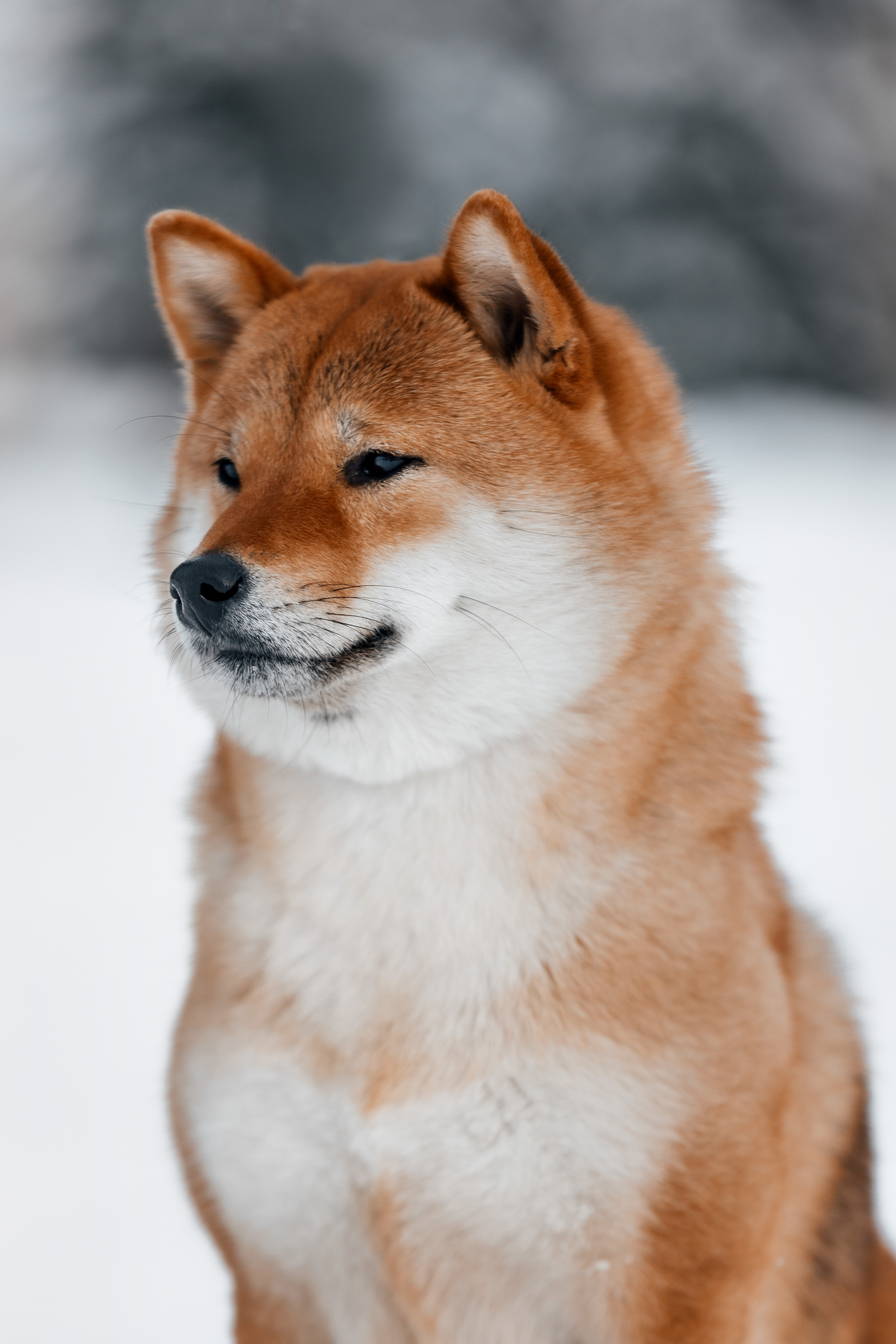 Сиба. Фотограф