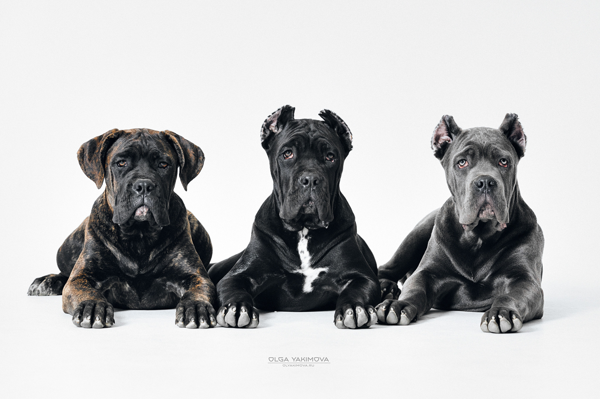 Экстерьер. Фотограф