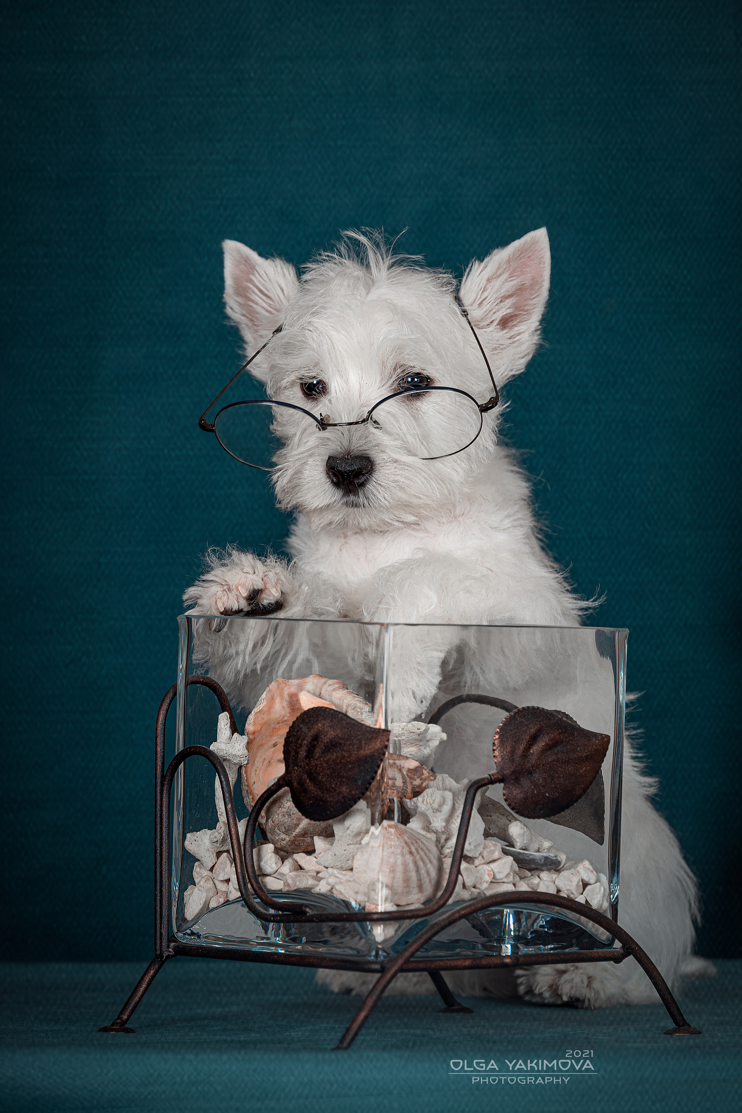 Щенки. Фотограф