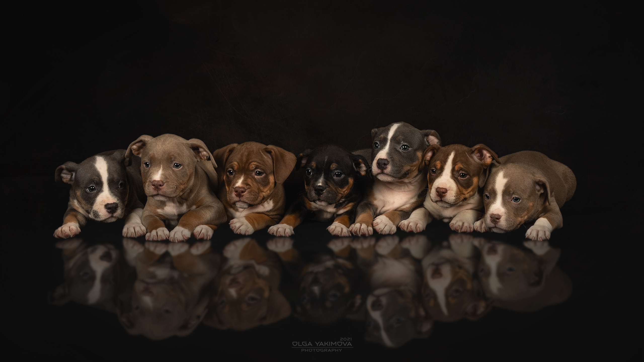 Щенки. Фотограф
