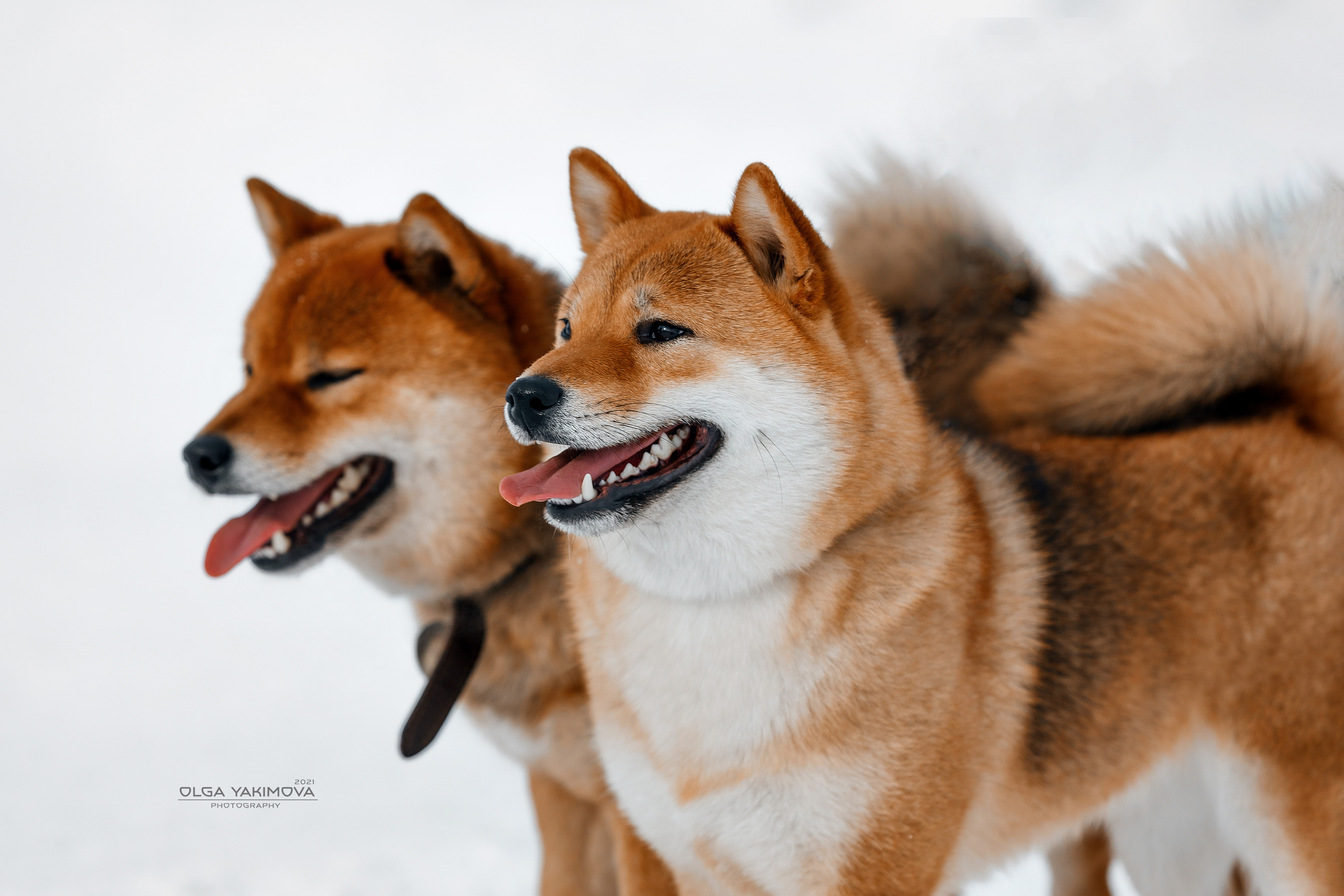 Экстерьер. Фотограф