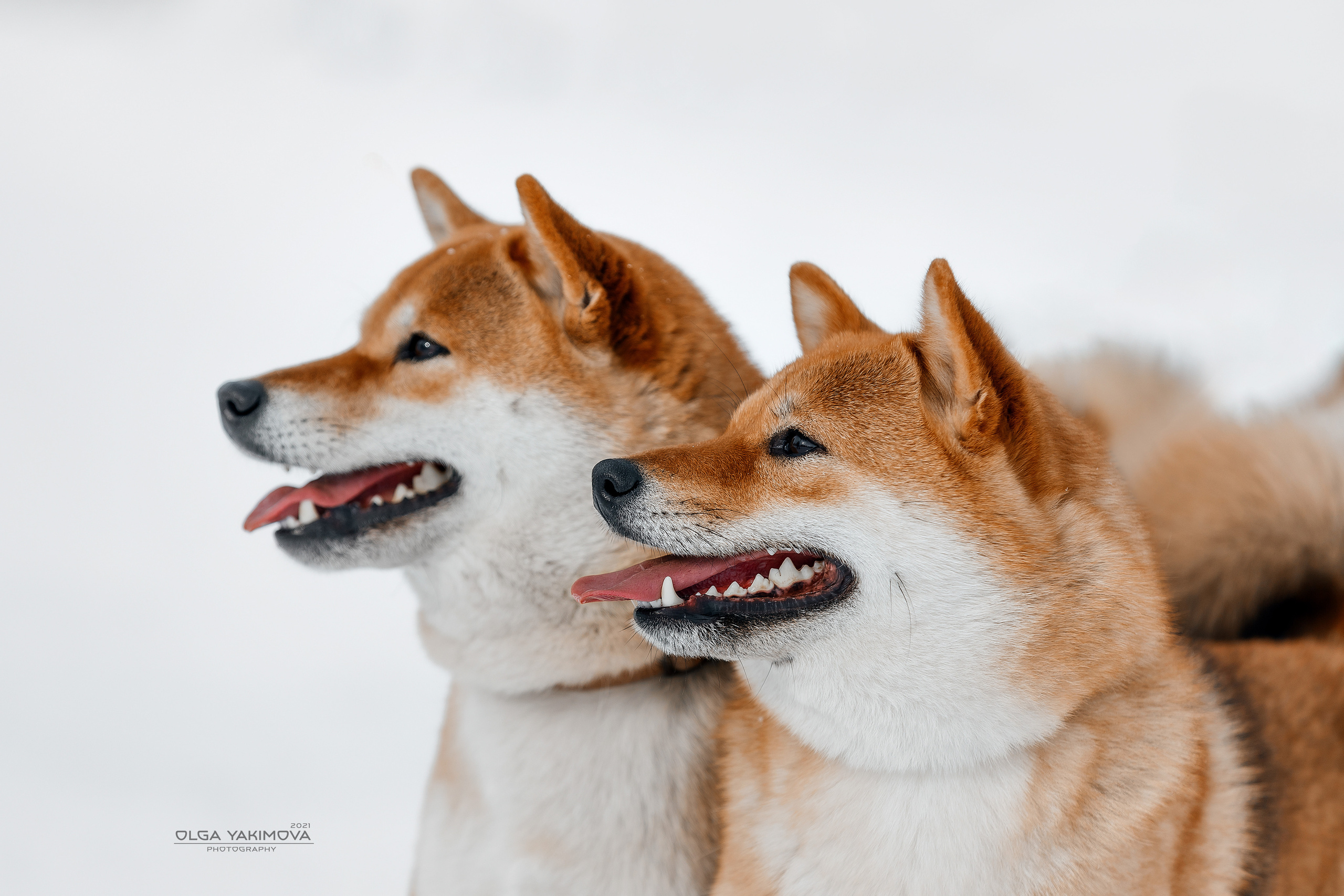 Сиба. Фотограф