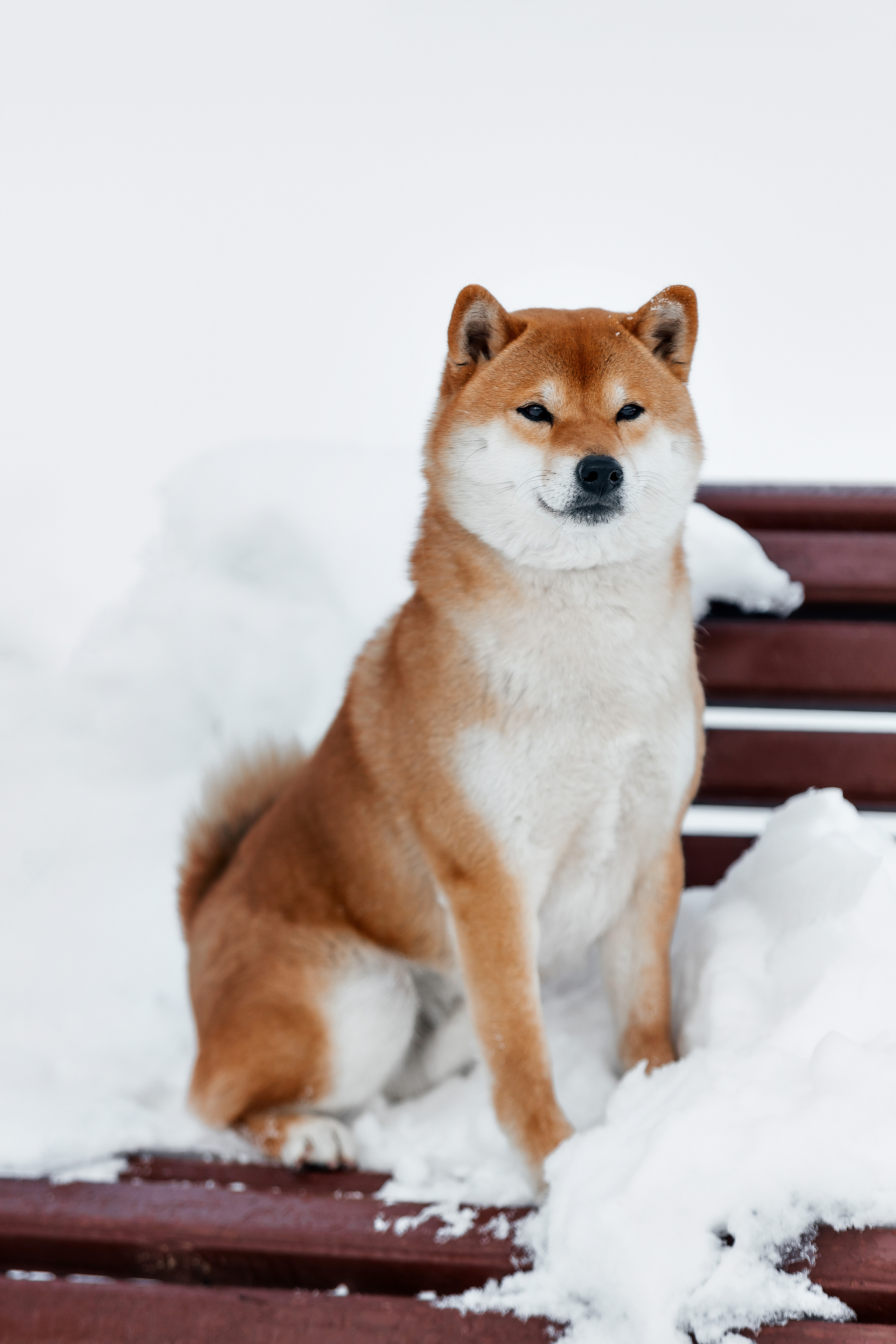 Сиба. Фотограф