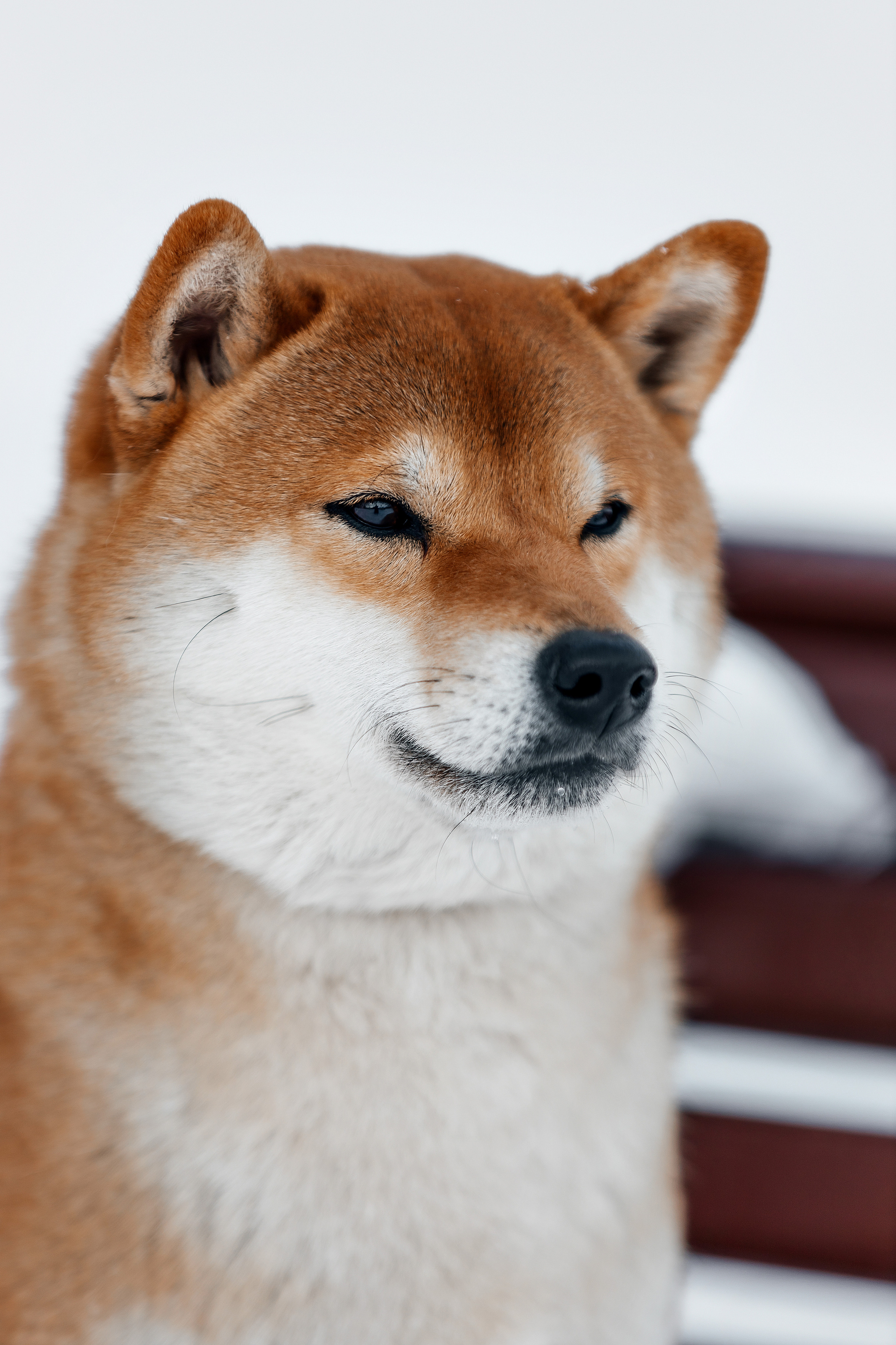 Сиба. Фотограф