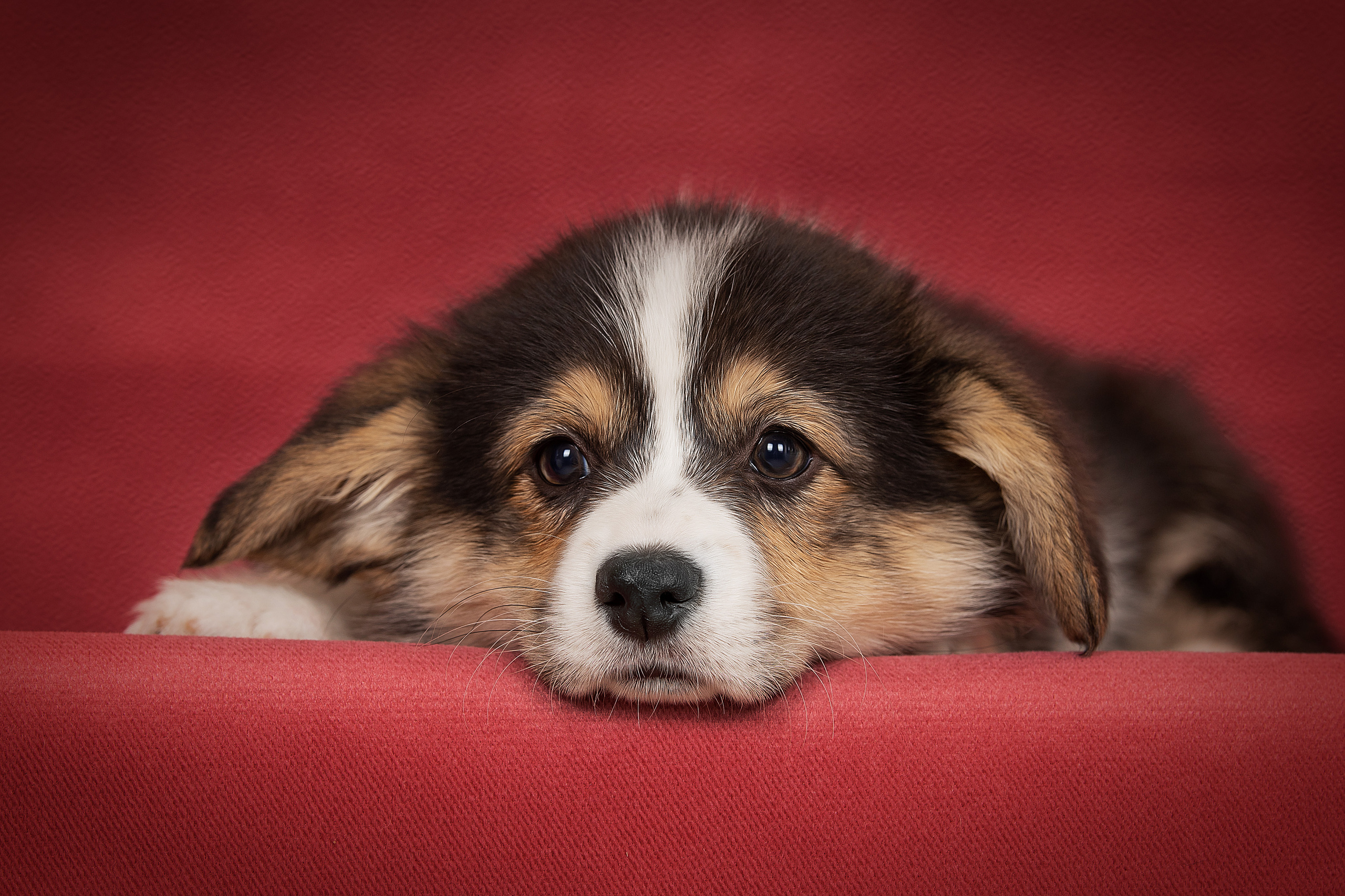 Щенки. Фотограф