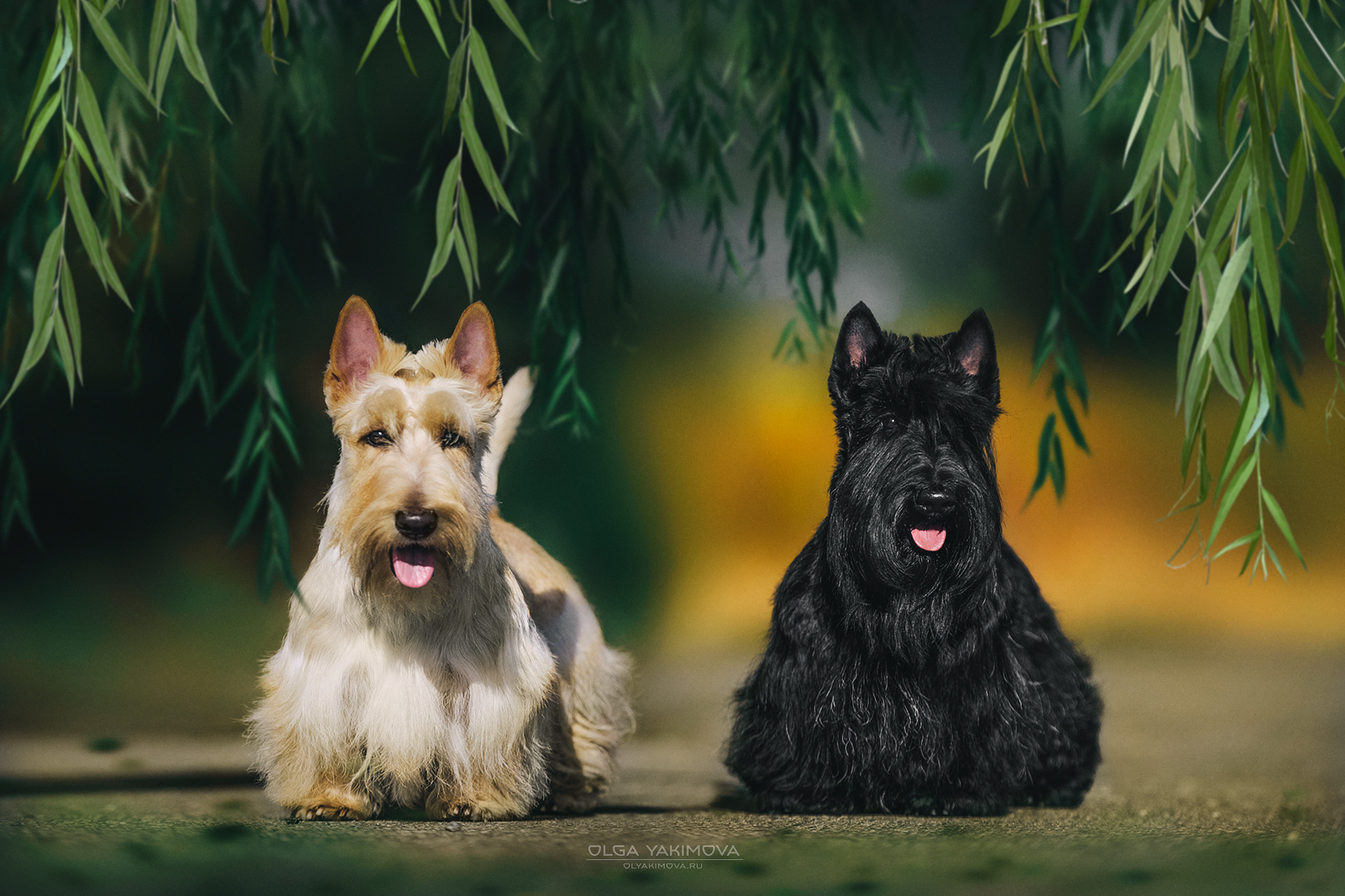 Экстерьер. Фотограф