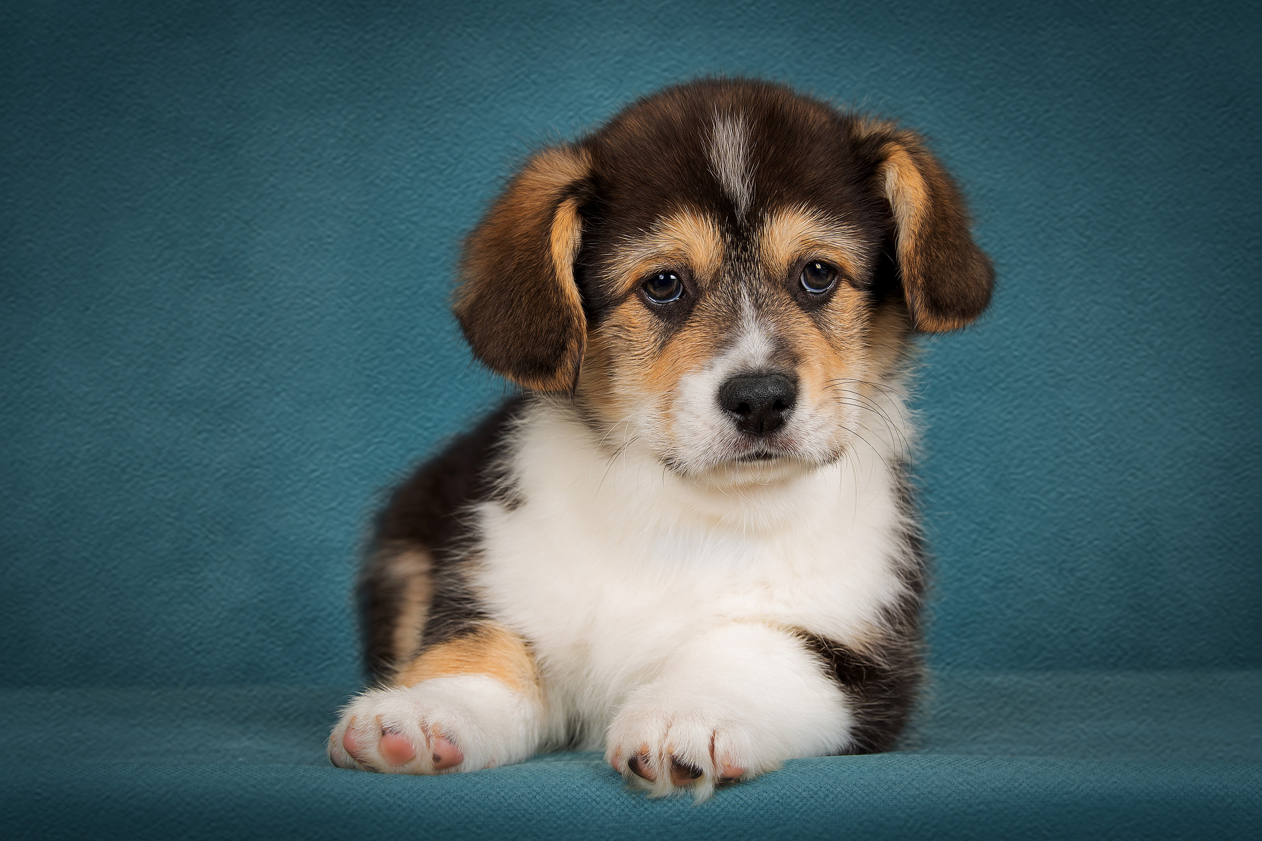 Щенки. Фотограф