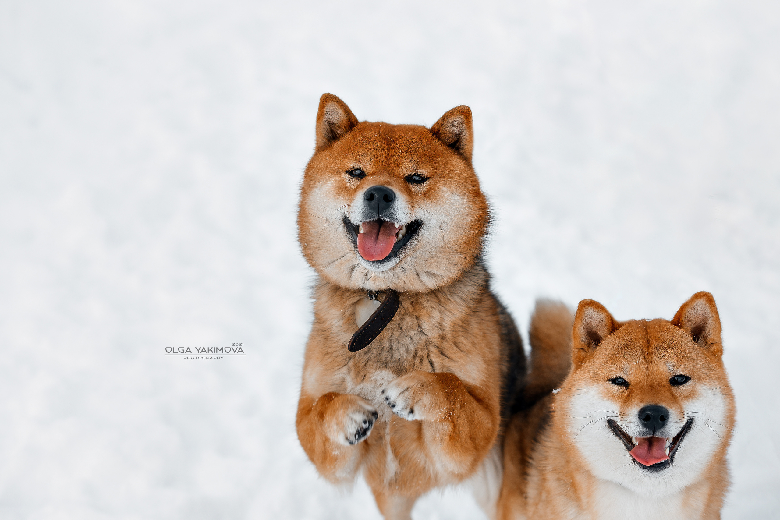 Сиба. Фотограф