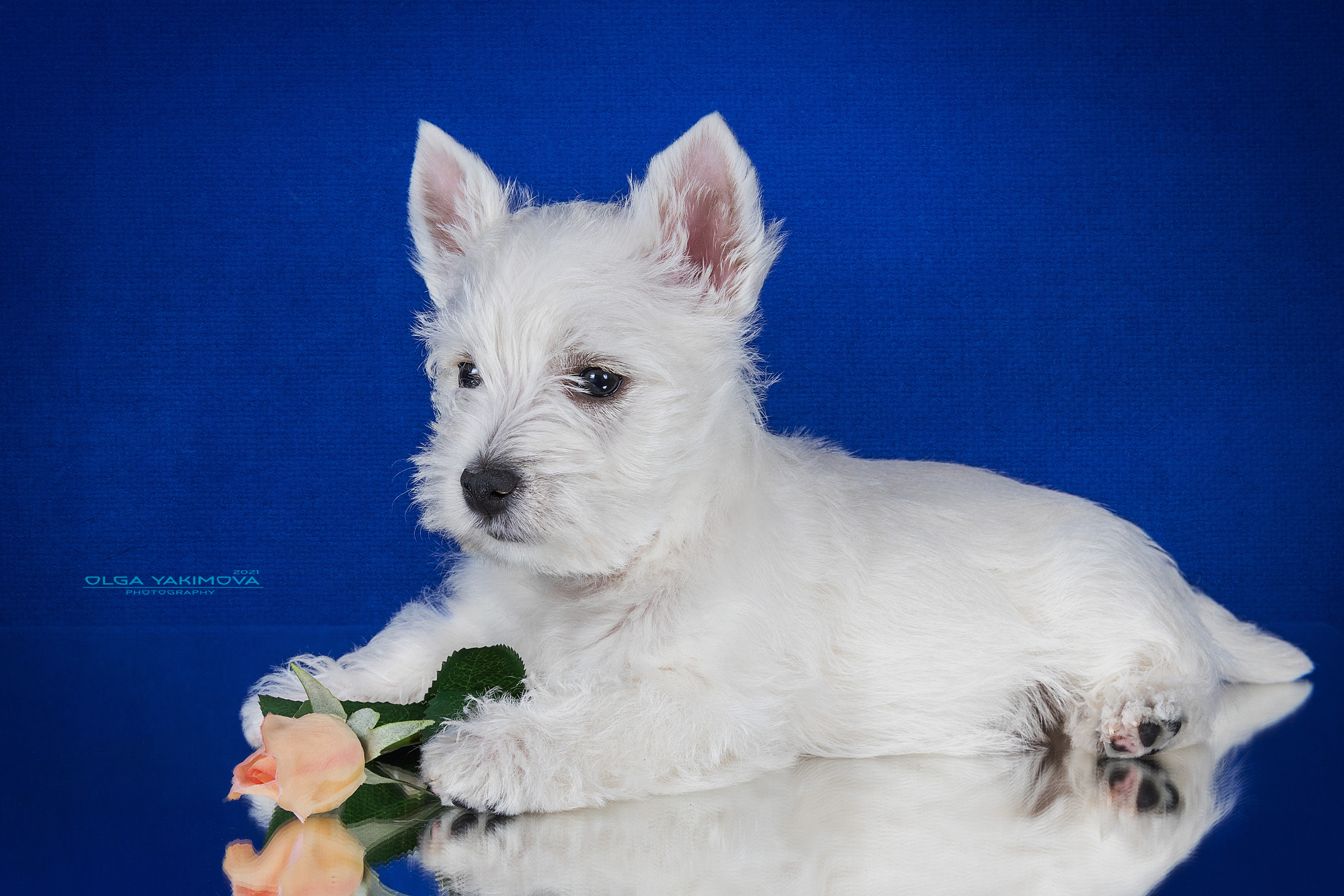 Щенки. Фотограф