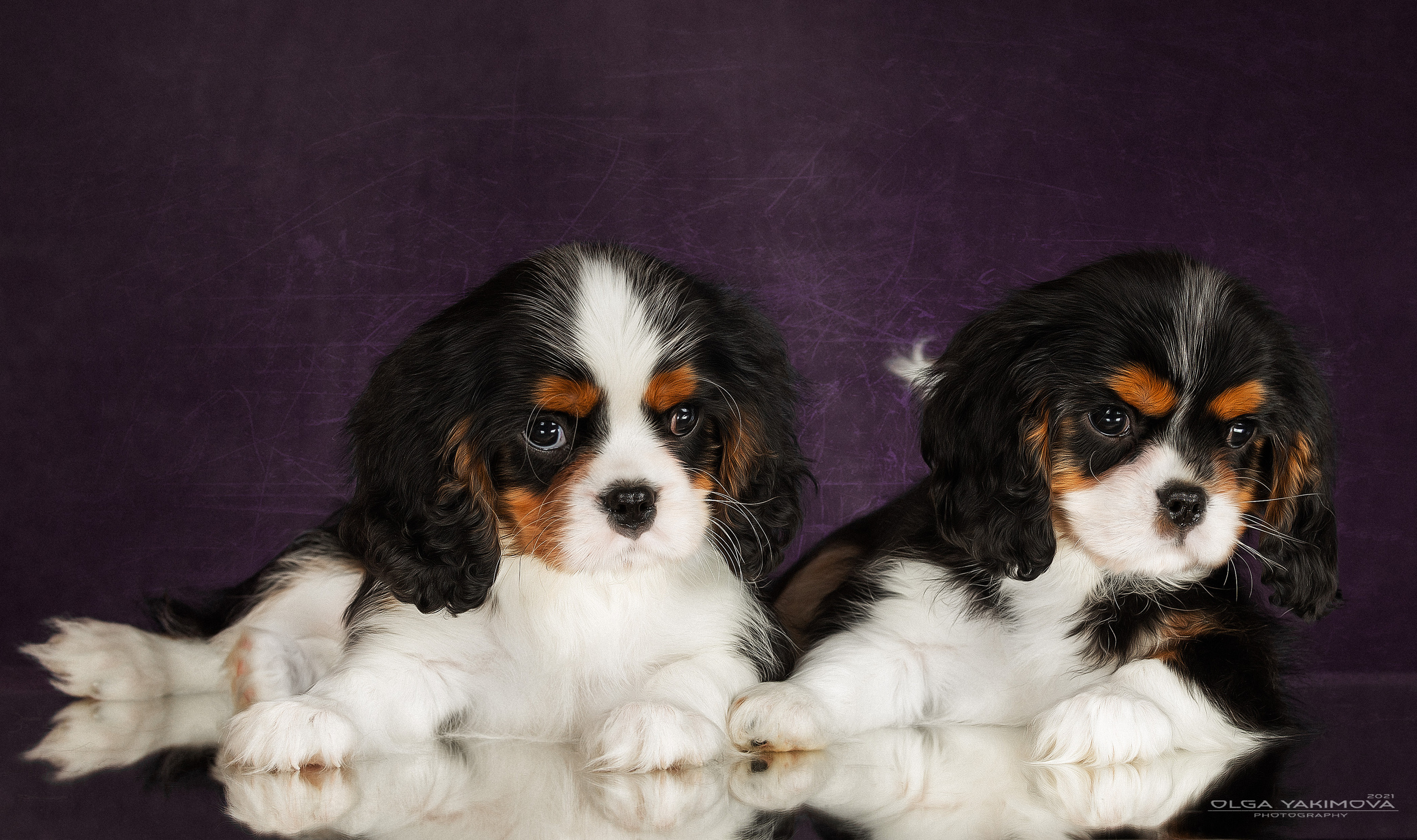 Щенки. Фотограф