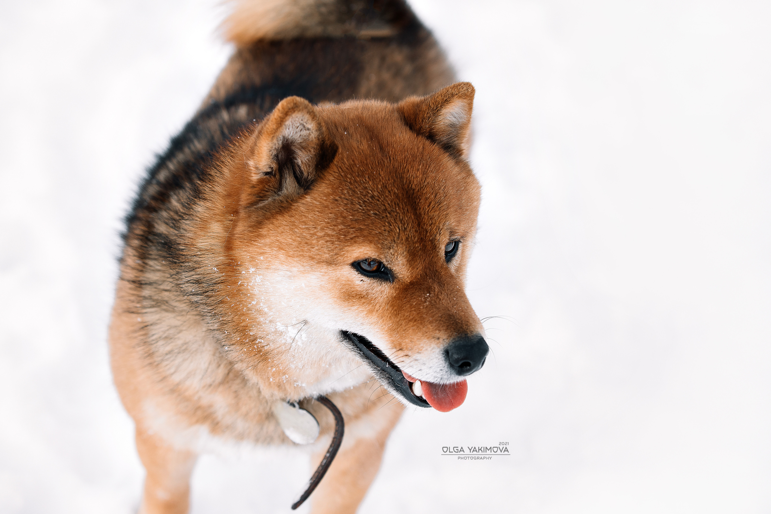 Сиба. Фотограф