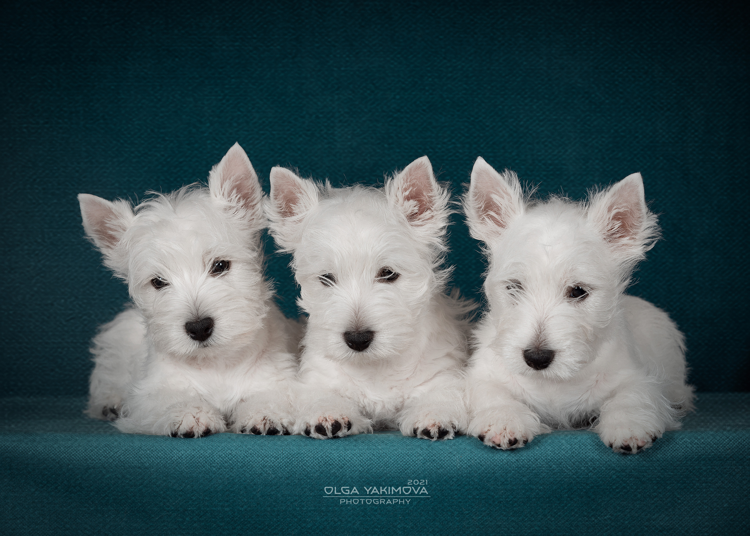 Щенки. Фотограф