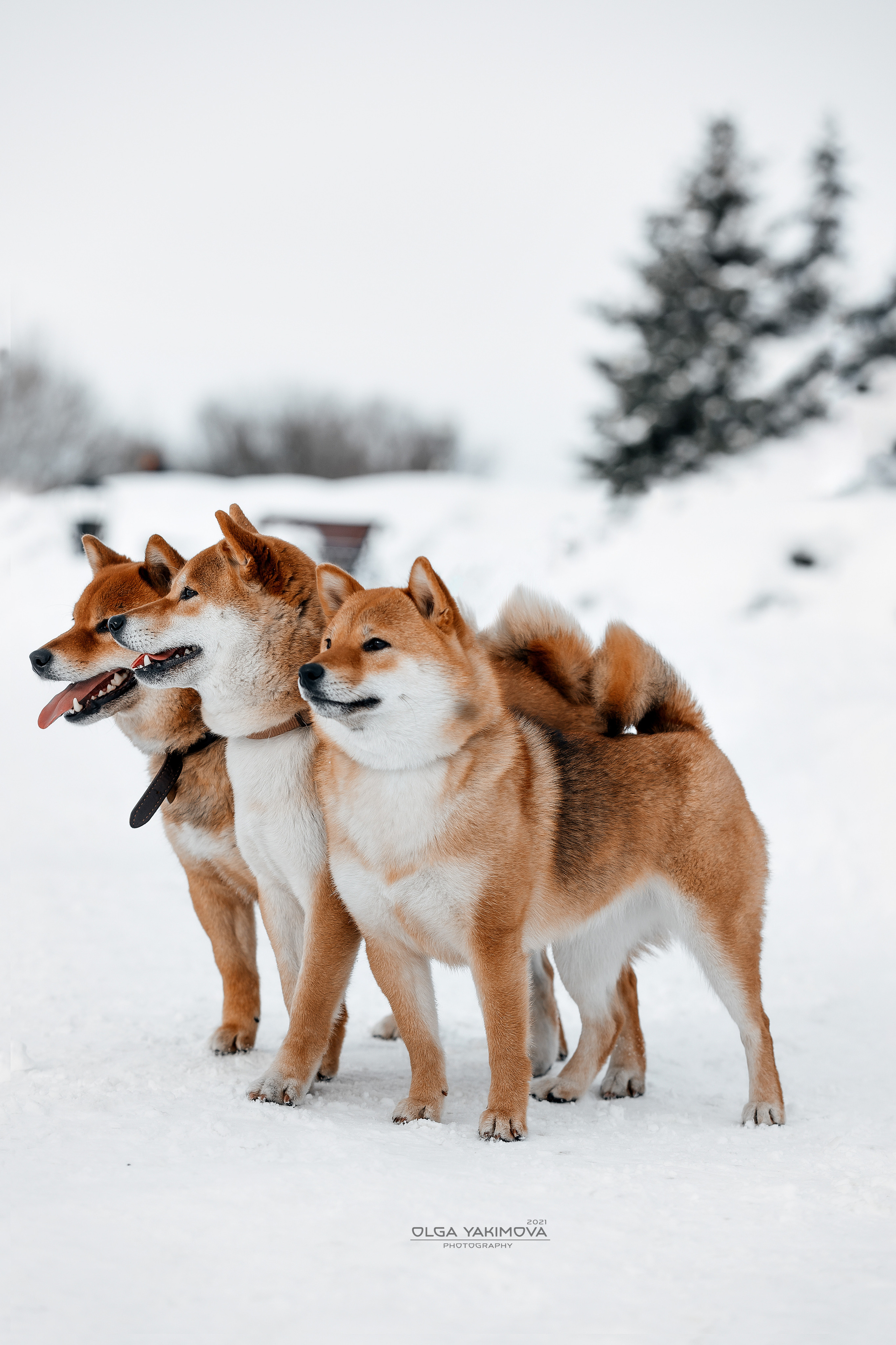 Сиба. Фотограф