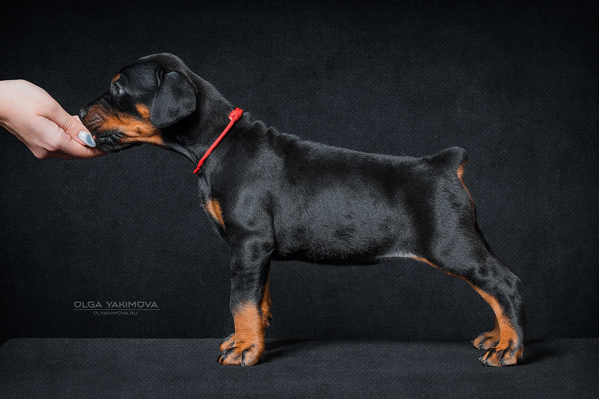 Щенки. Фотограф