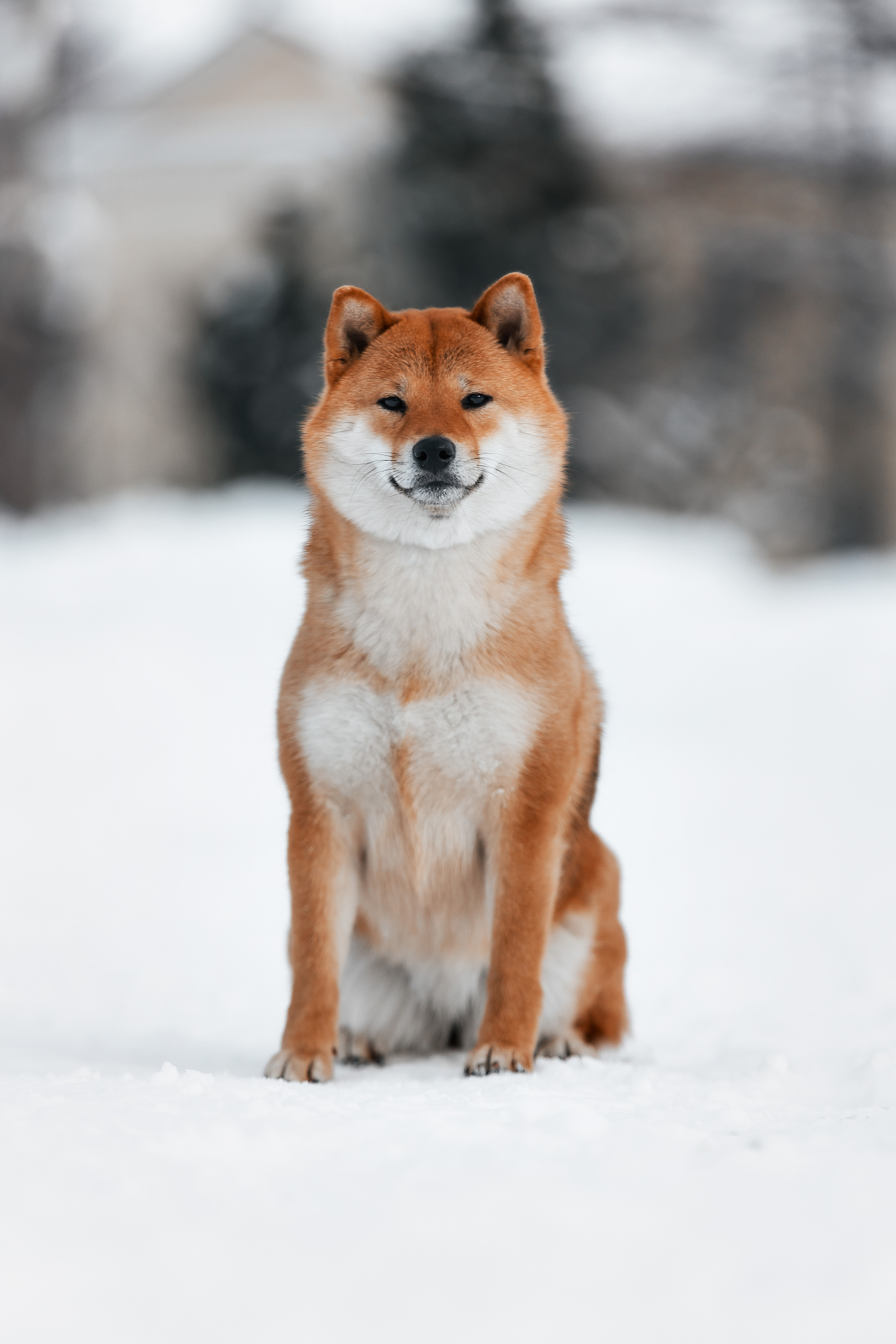 Сиба. Фотограф