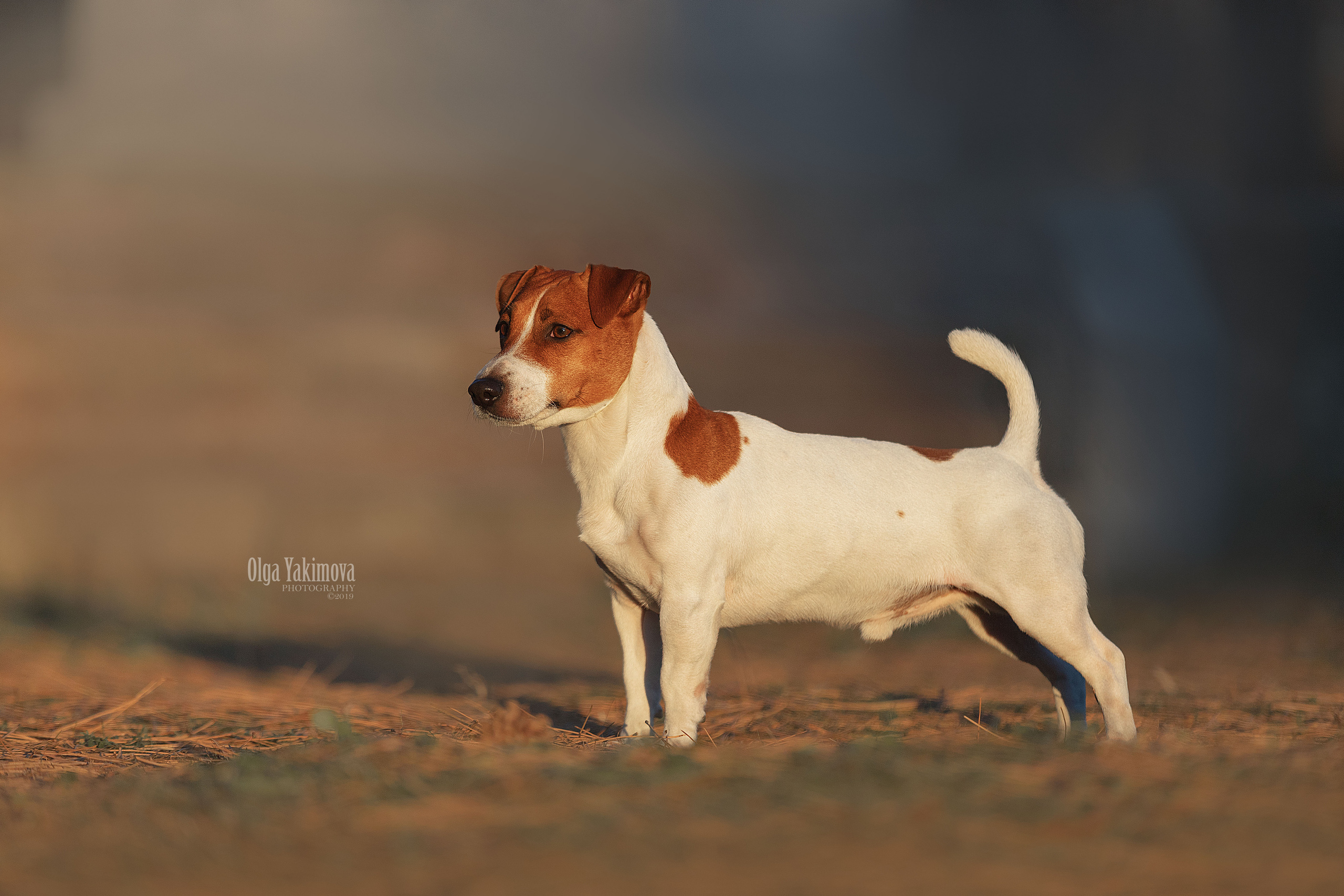 Экстерьер. Фотограф