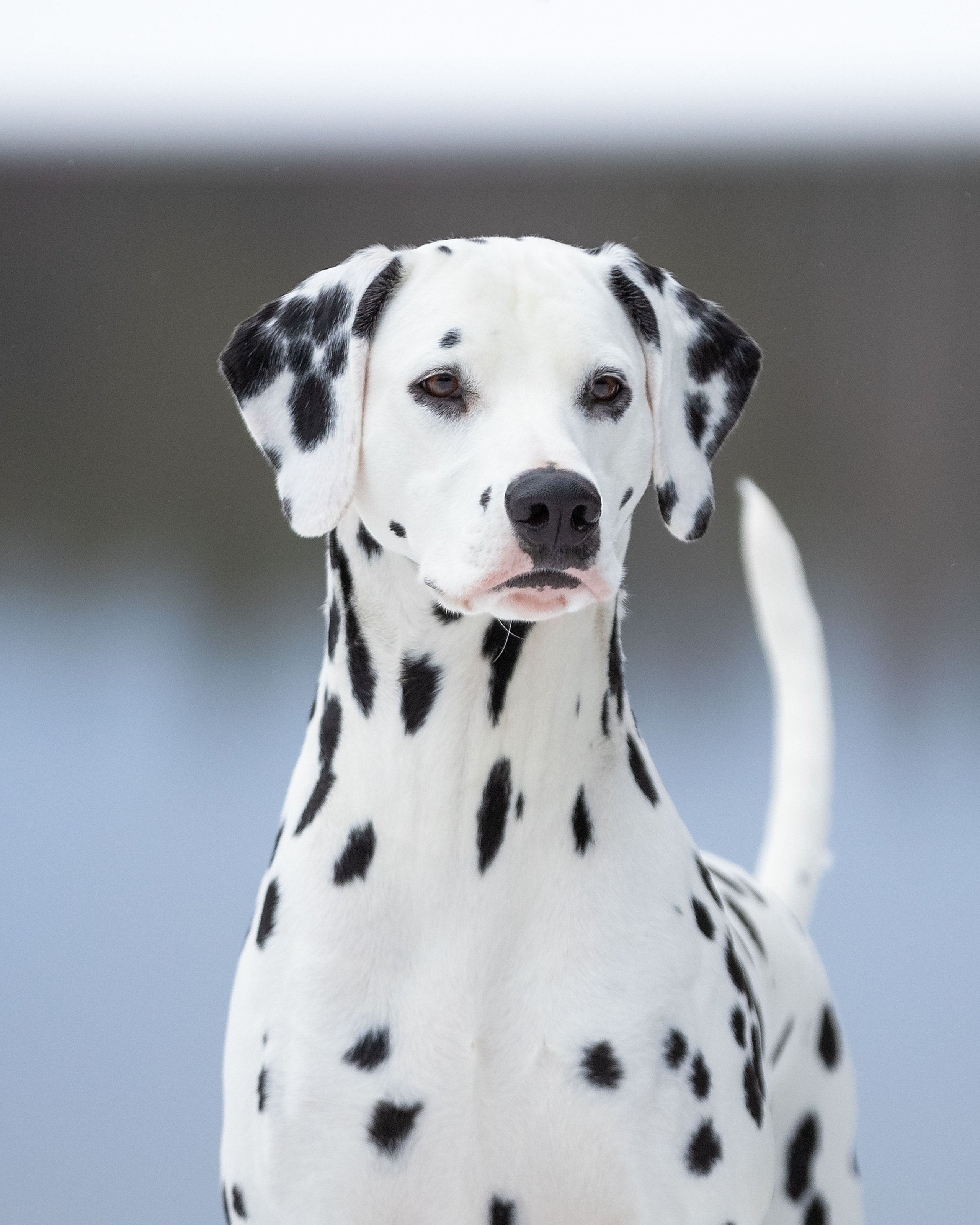 Экстерьер. Фотограф