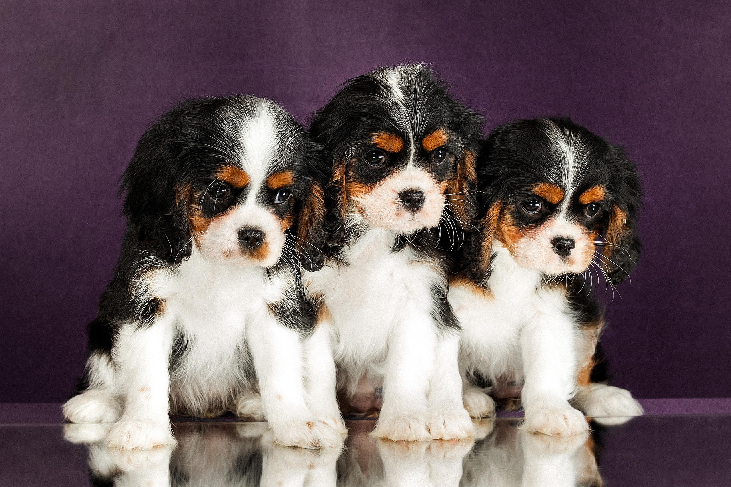 Щенки. Фотограф