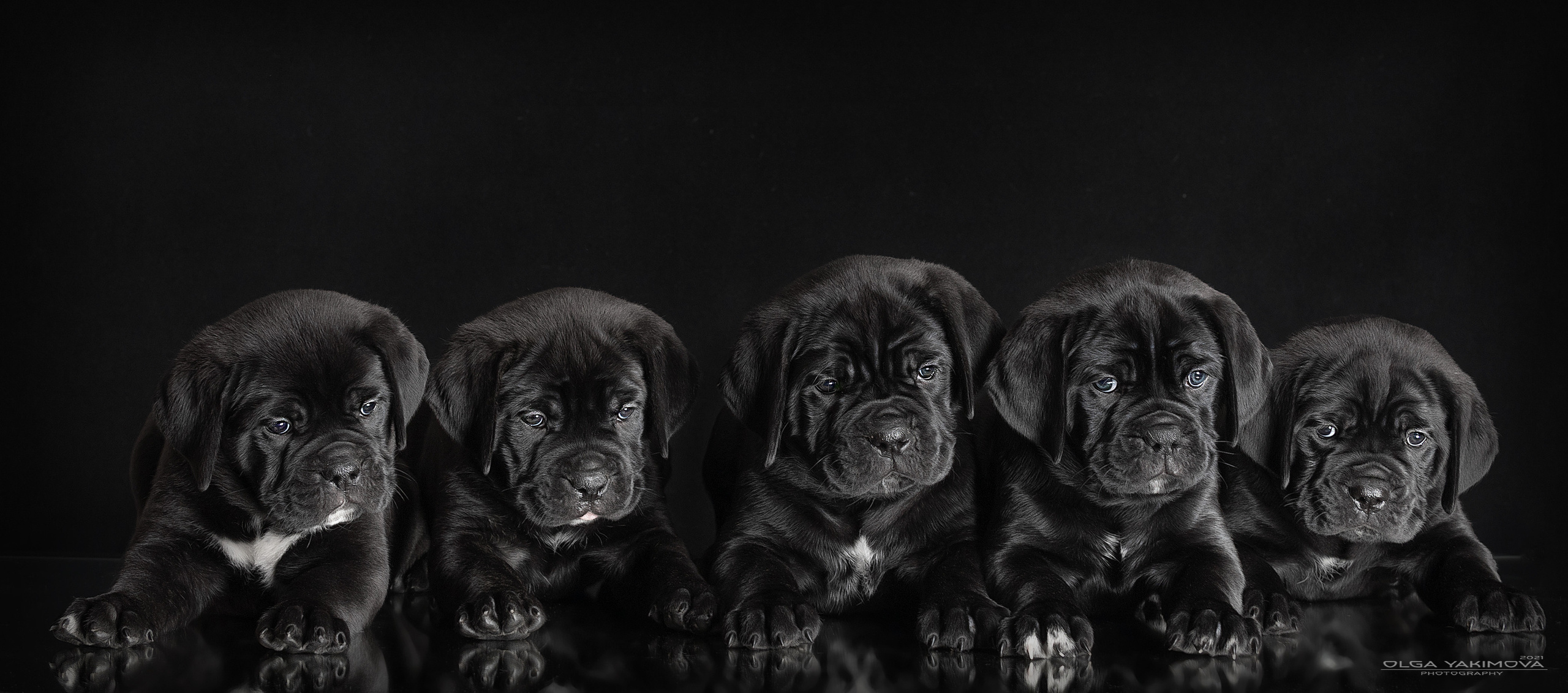 Щенки. Фотограф