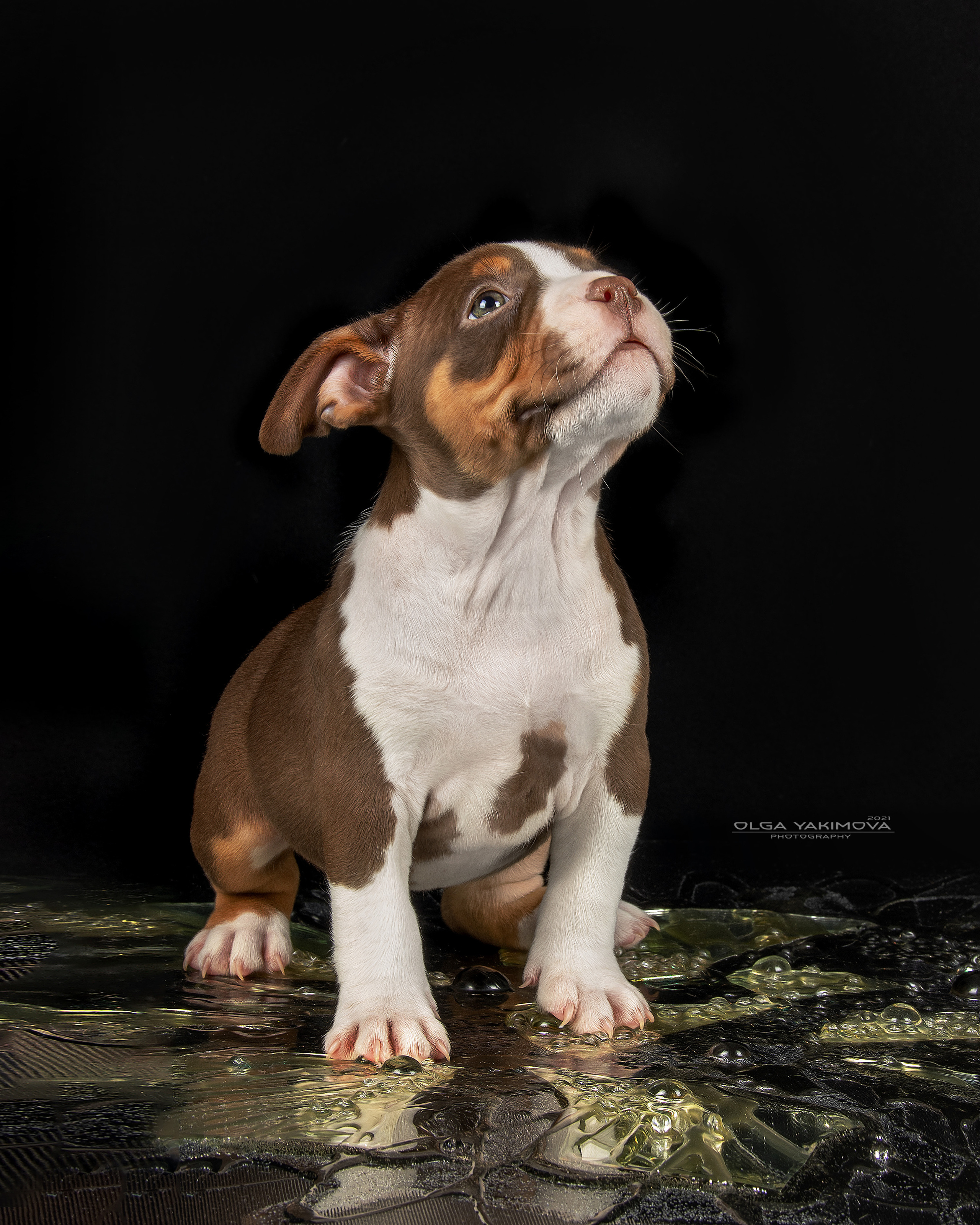 Щенки. Фотограф