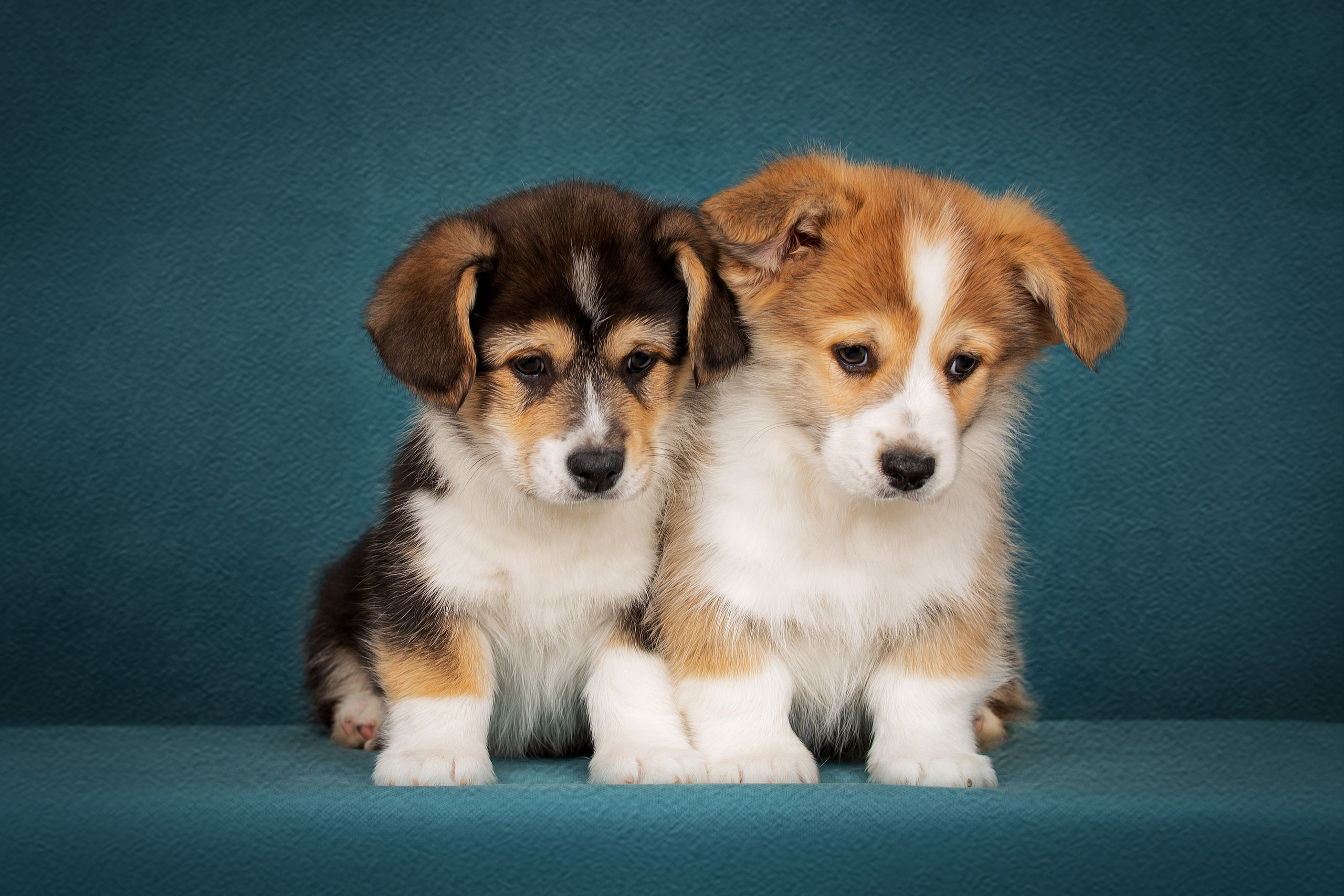 Щенки. Фотограф