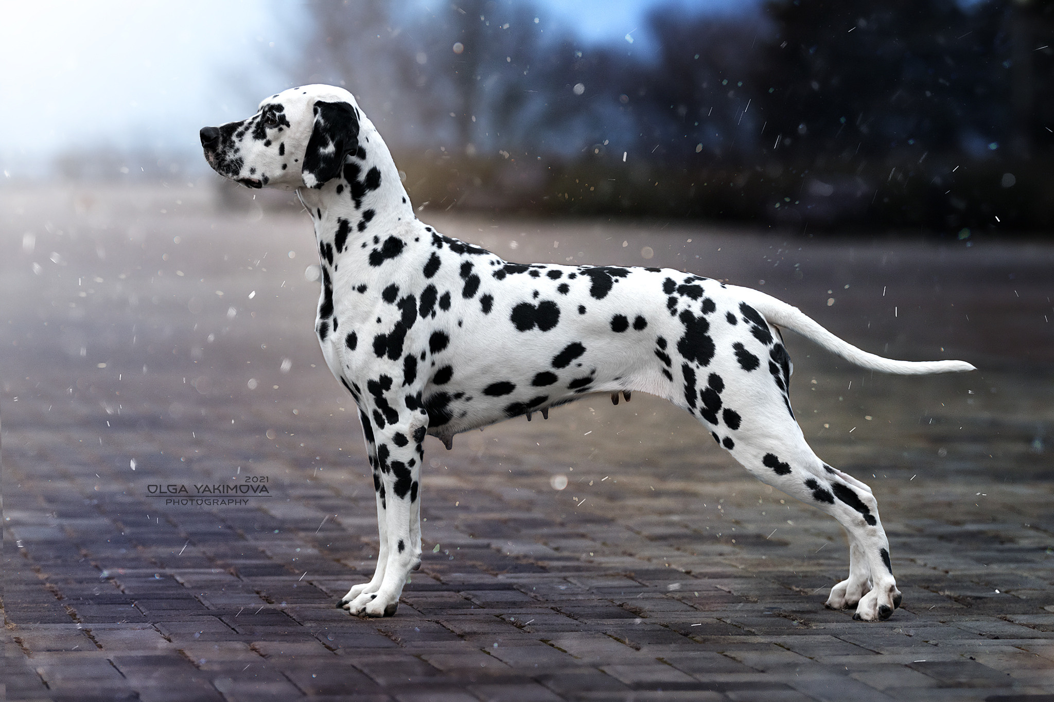 Экстерьер. Фотограф