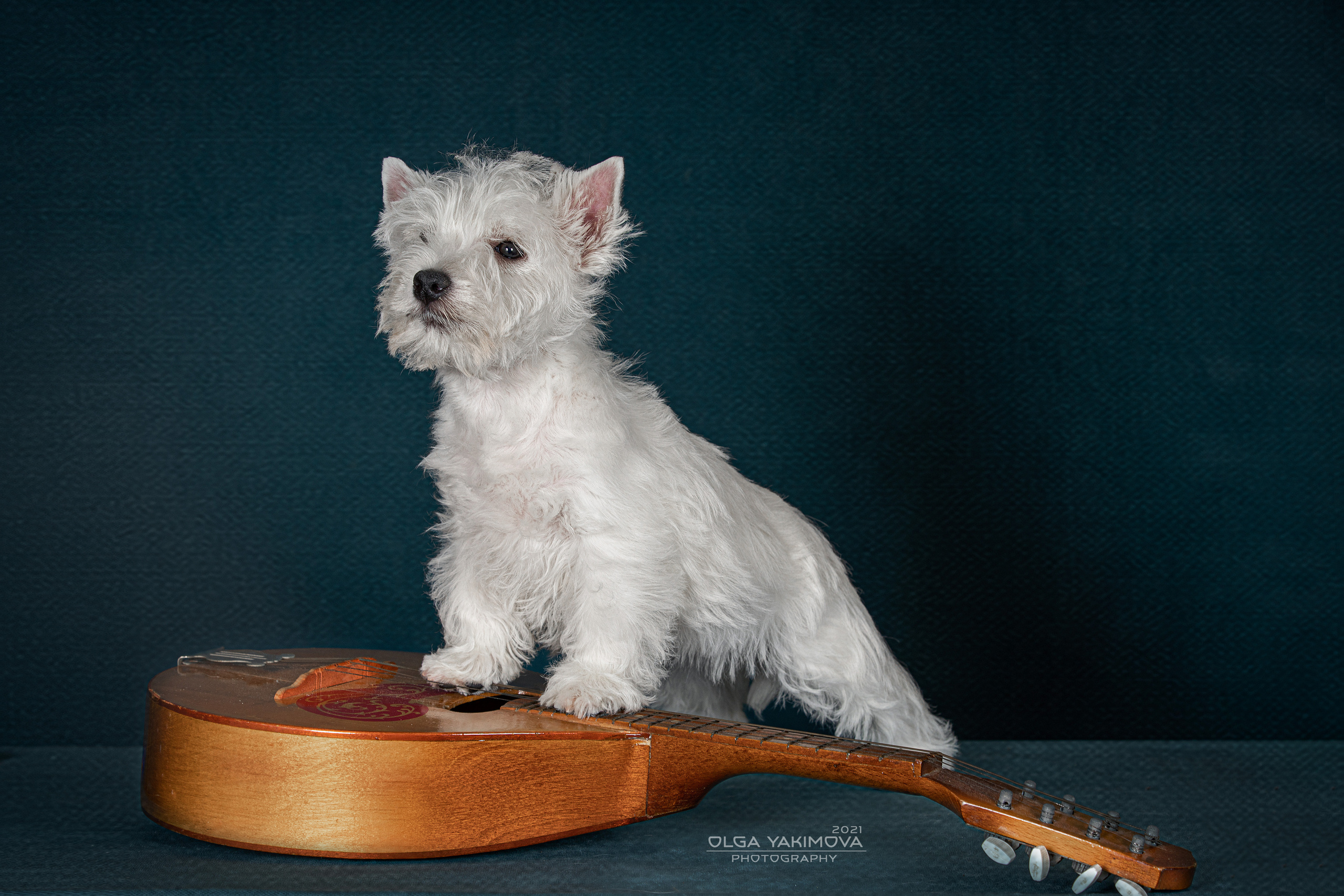 Щенки. Фотограф