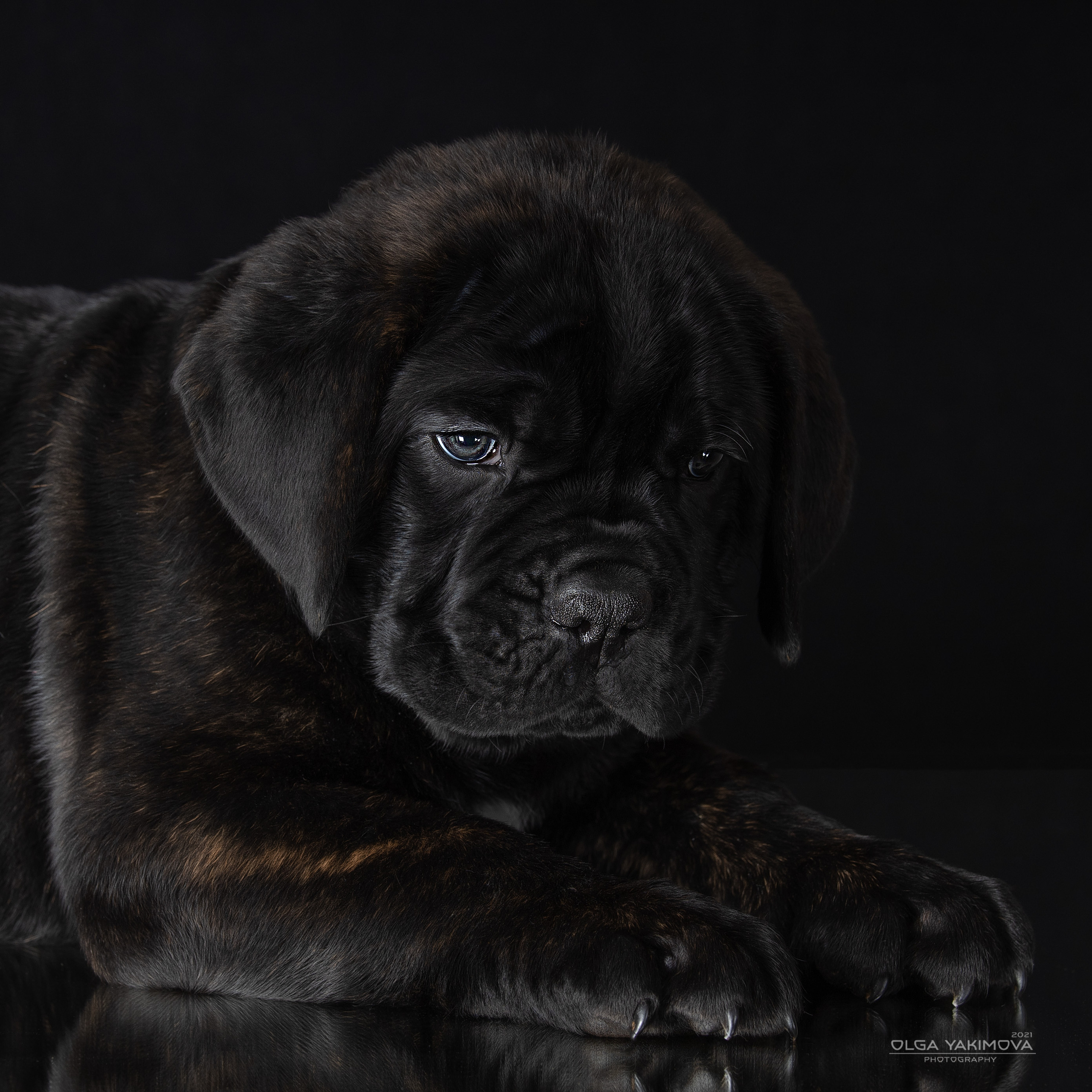 Щенки. Фотограф