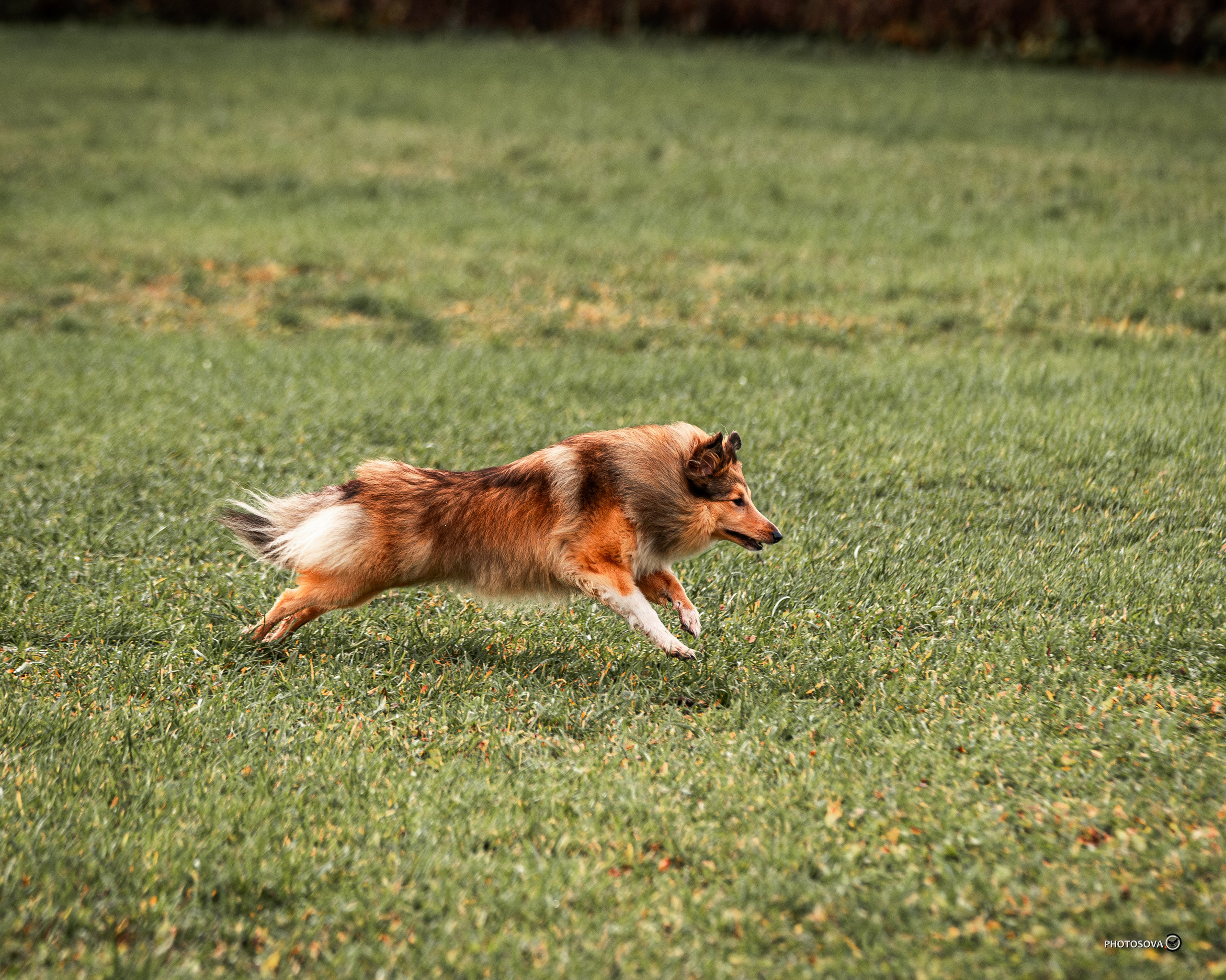 МЫ — КОМАНДА (соревнования) OKD, BH, IBGH, IGP. Фотограф-анималист, семейный фотограф в Москве и Подмосковье. Фотосъёмка кинологических дисциплин