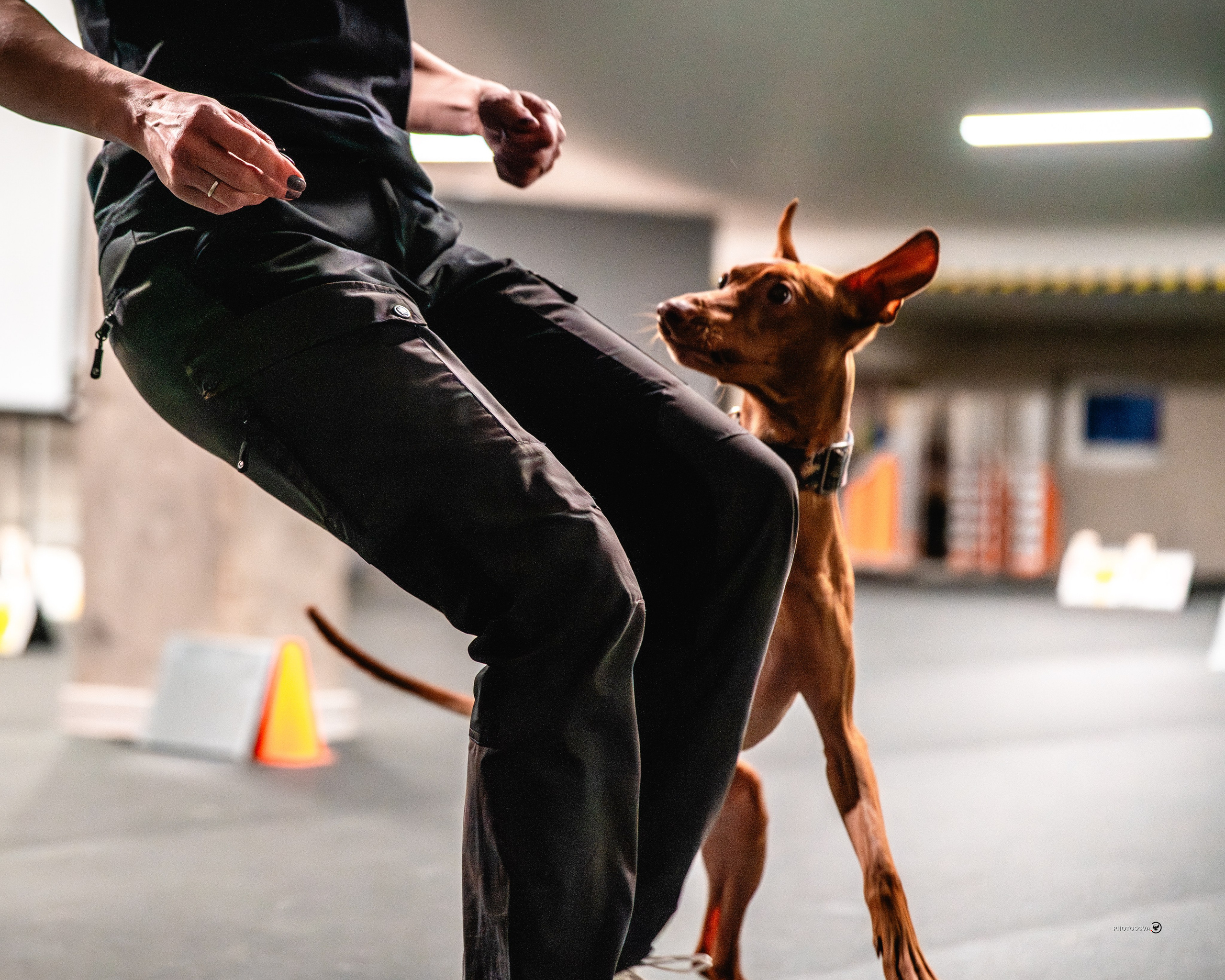 ТЫ И Я (соревнования по ралли-обидиенс). Фотограф-анималист, семейный фотограф в Москве и Подмосковье. Фотосъёмка кинологических дисциплин