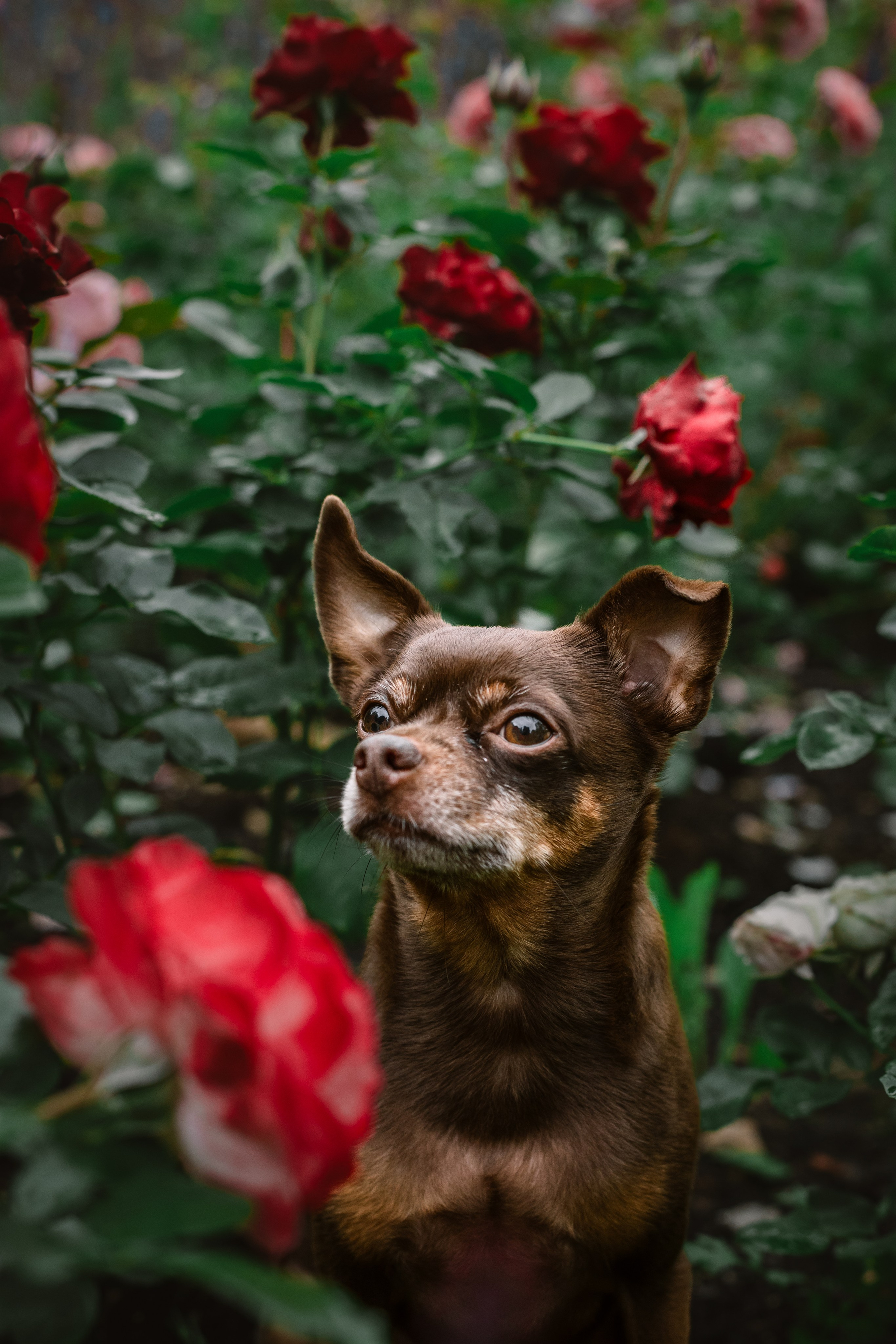 Юля и Леонид. Фотограф-анималист Татьяна Степанова