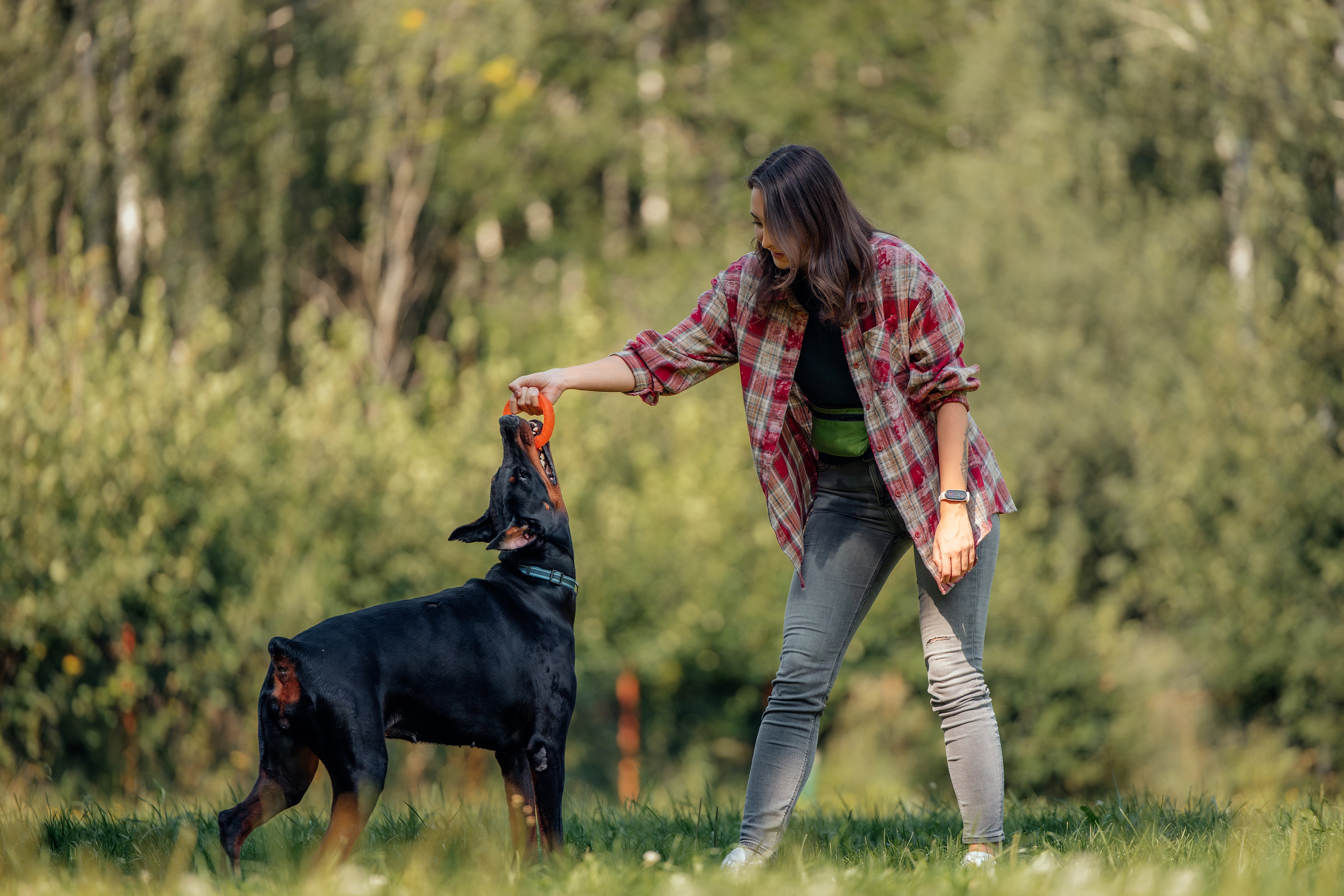 Доберман Айза. Фотограф Анималист в Москве Анастасия Жучкова
