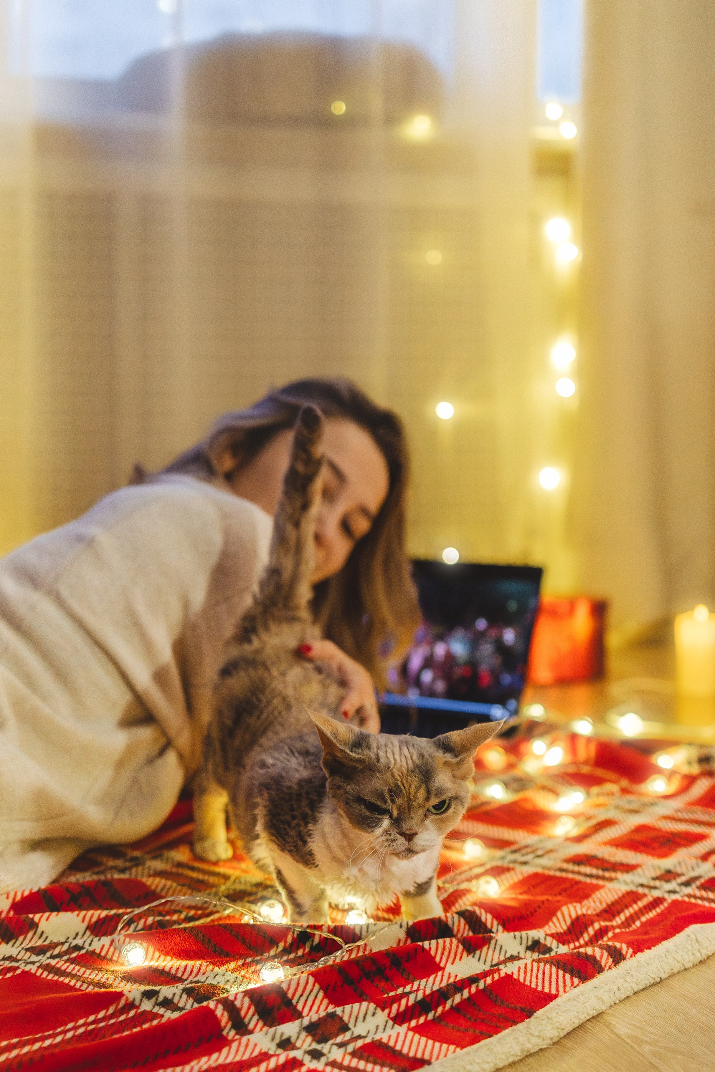 Домашняя новогодняя. Фотограф Анималист в Москве Анастасия Жучкова