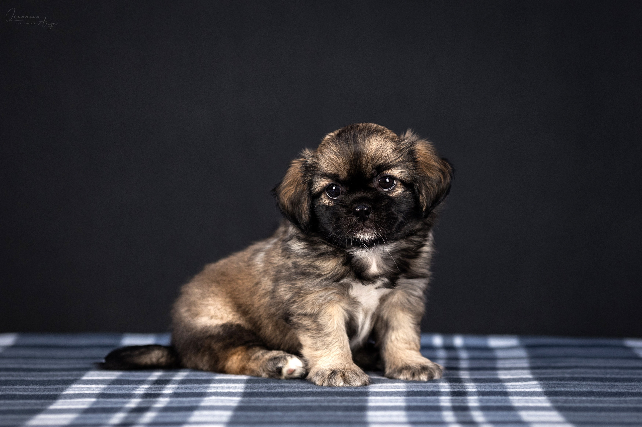 Тибетские спаниели. Фотограф анималист Аня Ливанова | Рыбинск