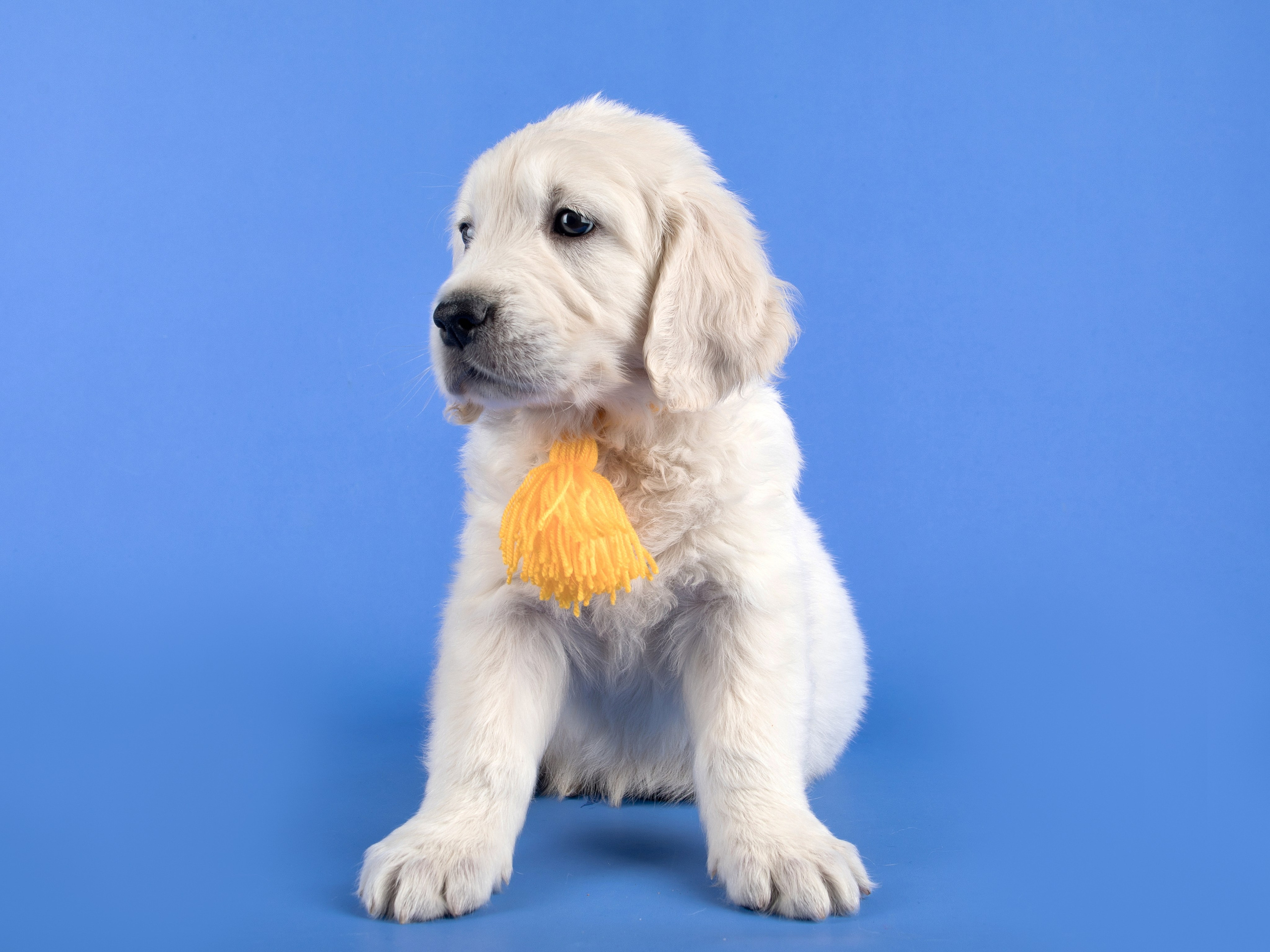 Голден Ретривер. Предметный и семейный фотограф в Санкт-Петербурге Катерина Стеклова