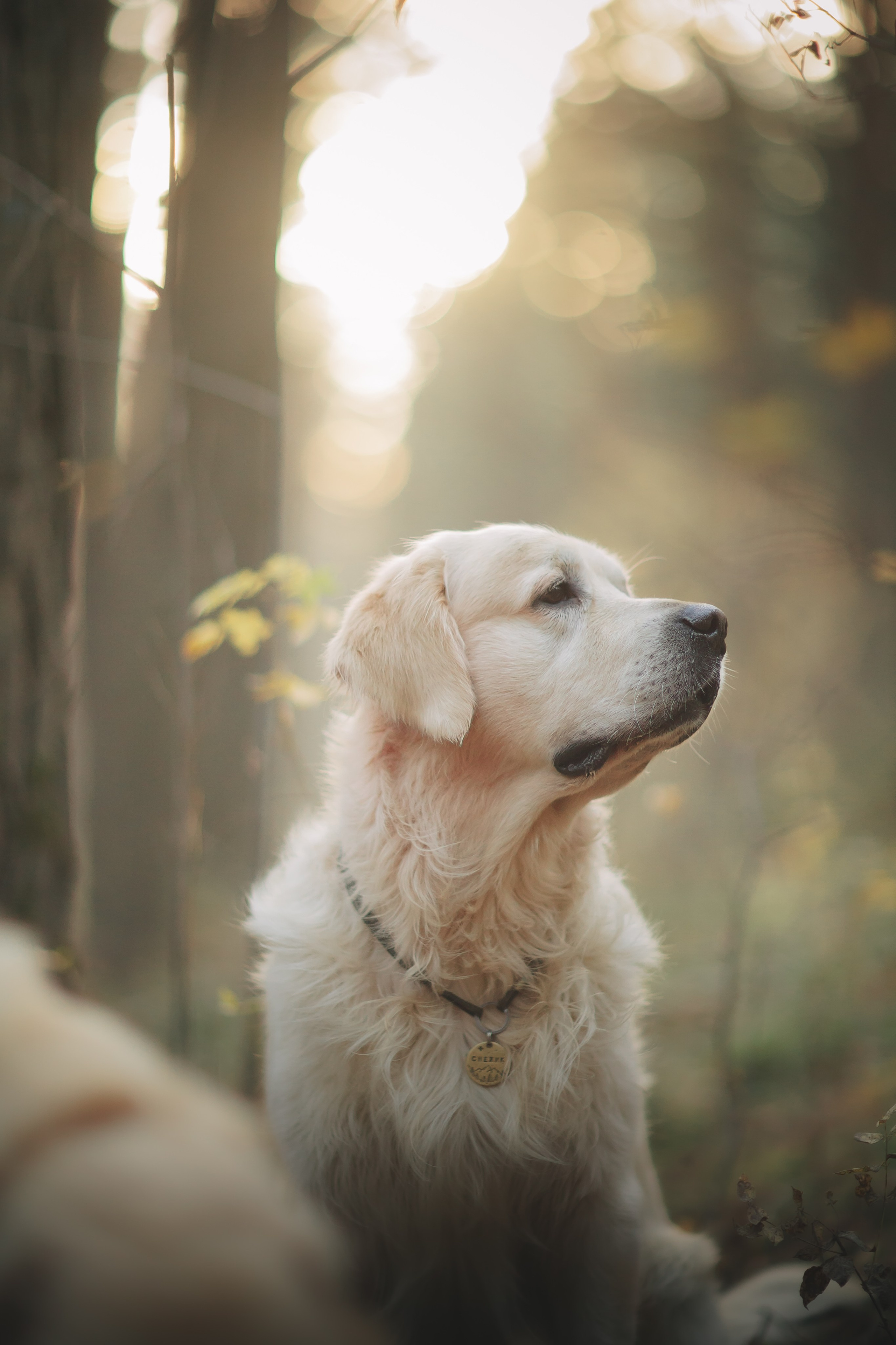 Снежик и Веста. Свадебный и женский фотограф