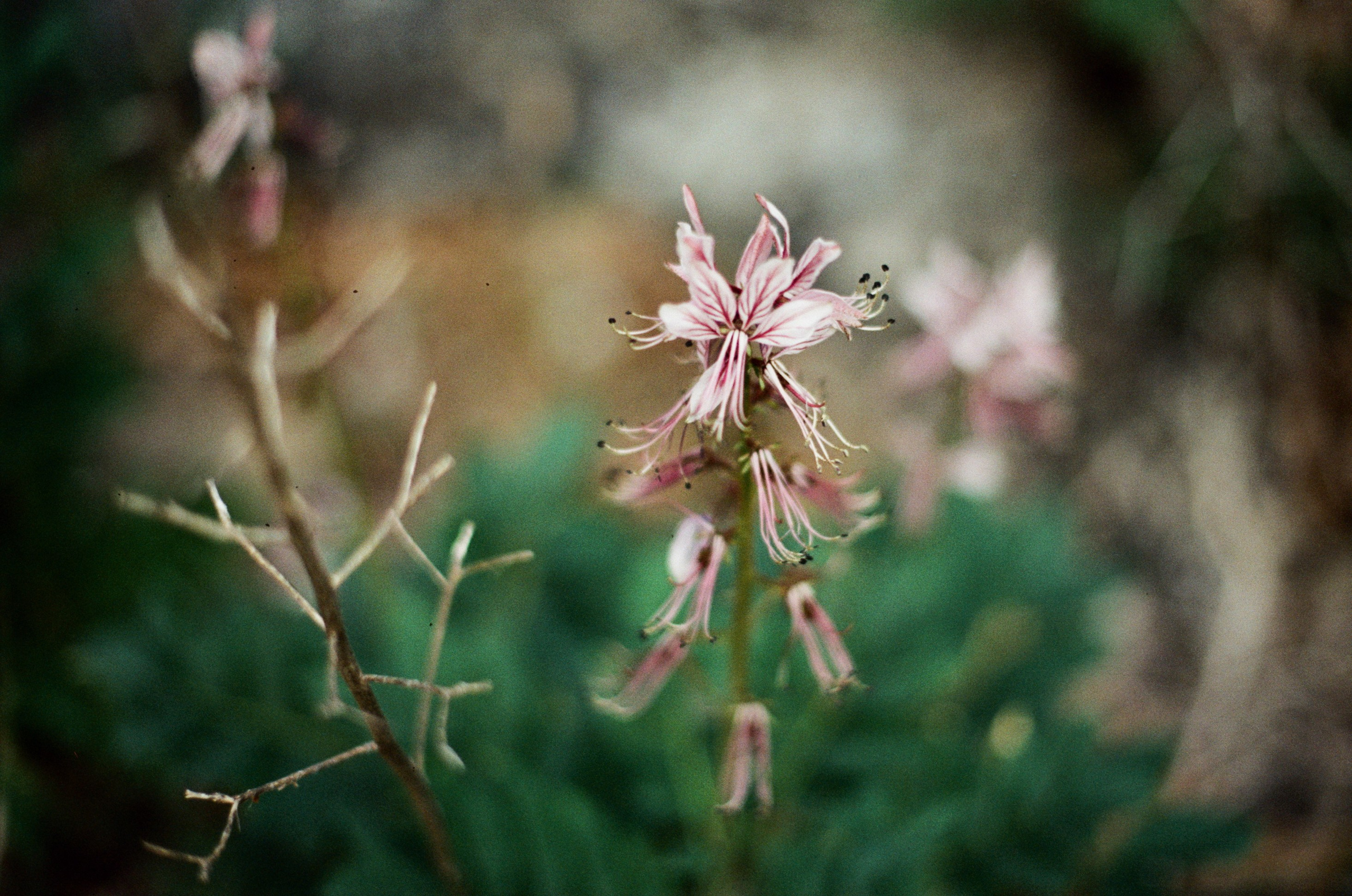 Silver strings // ukraine, crimea VI. EVER EXPOSED