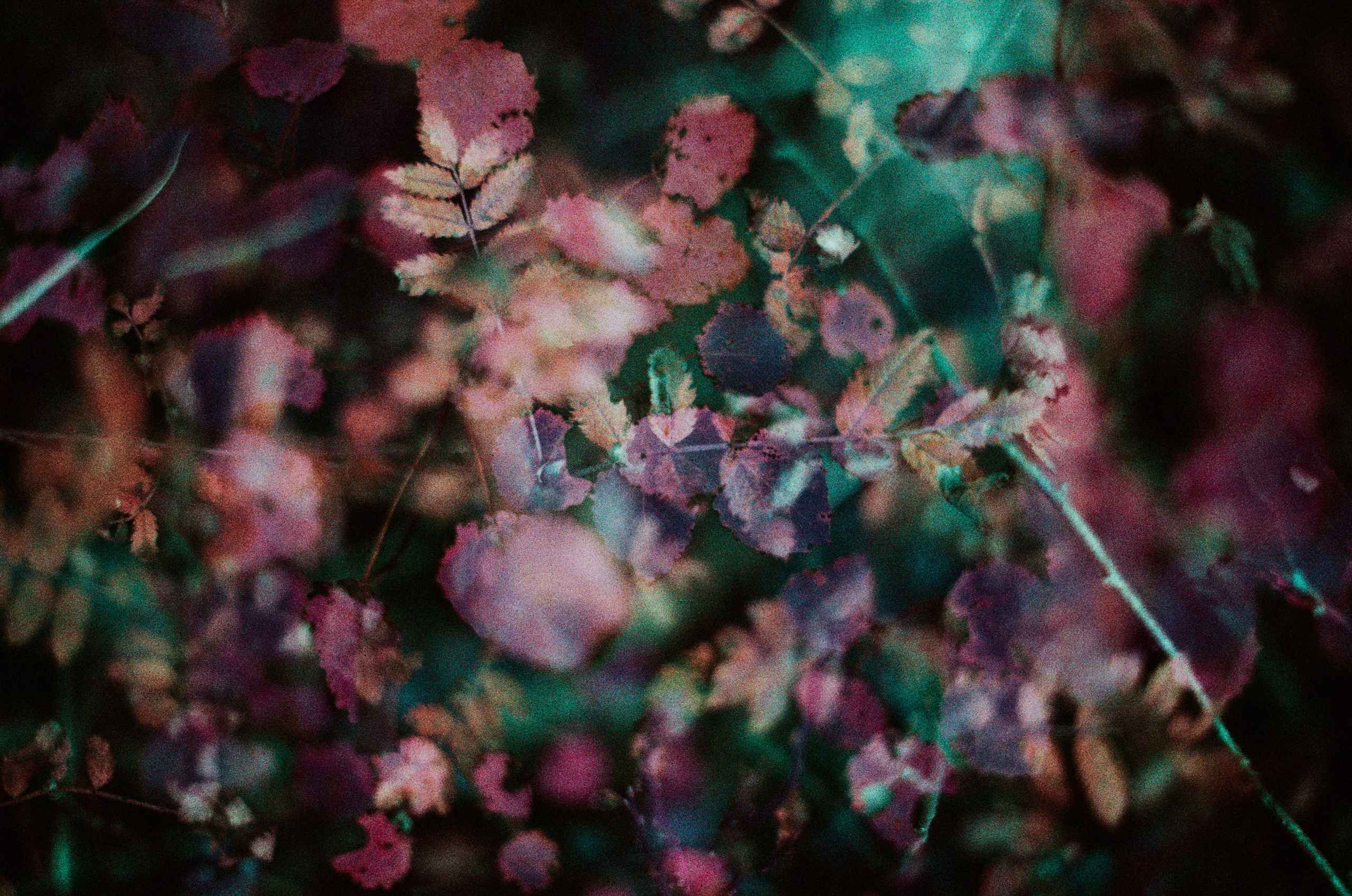 Purple overdose. EVER EXPOSED