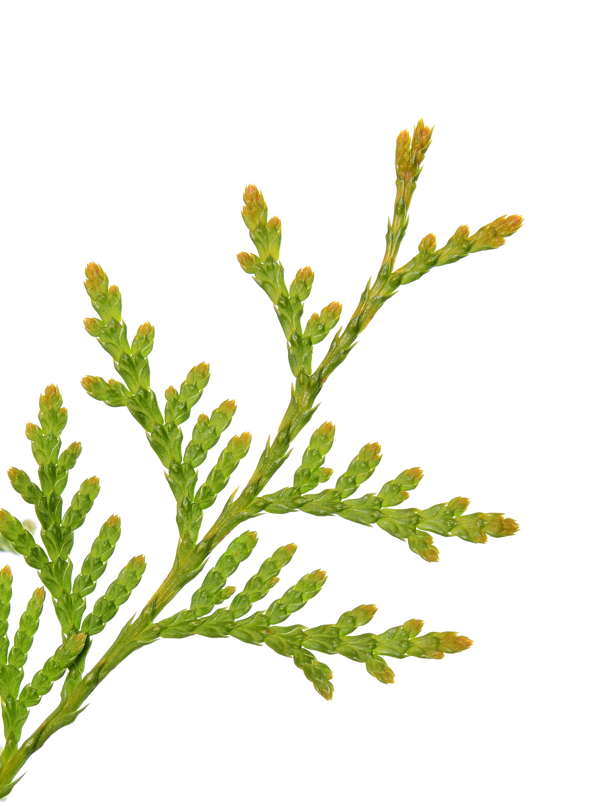 туя ветка на белом фоне