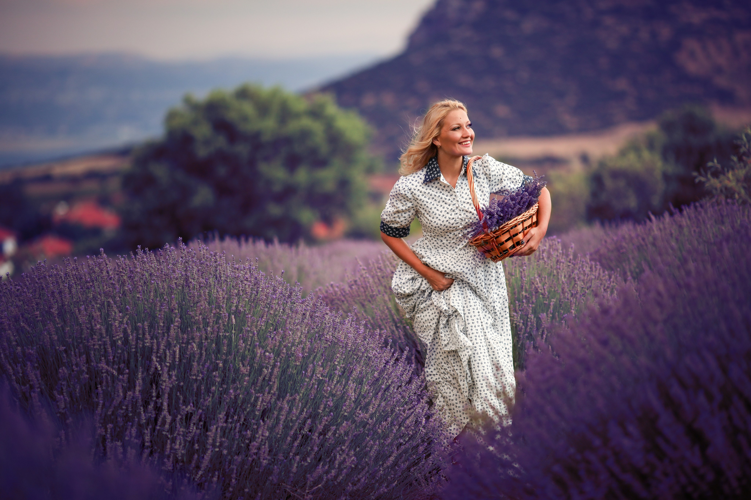 Lavender fields in Turkey