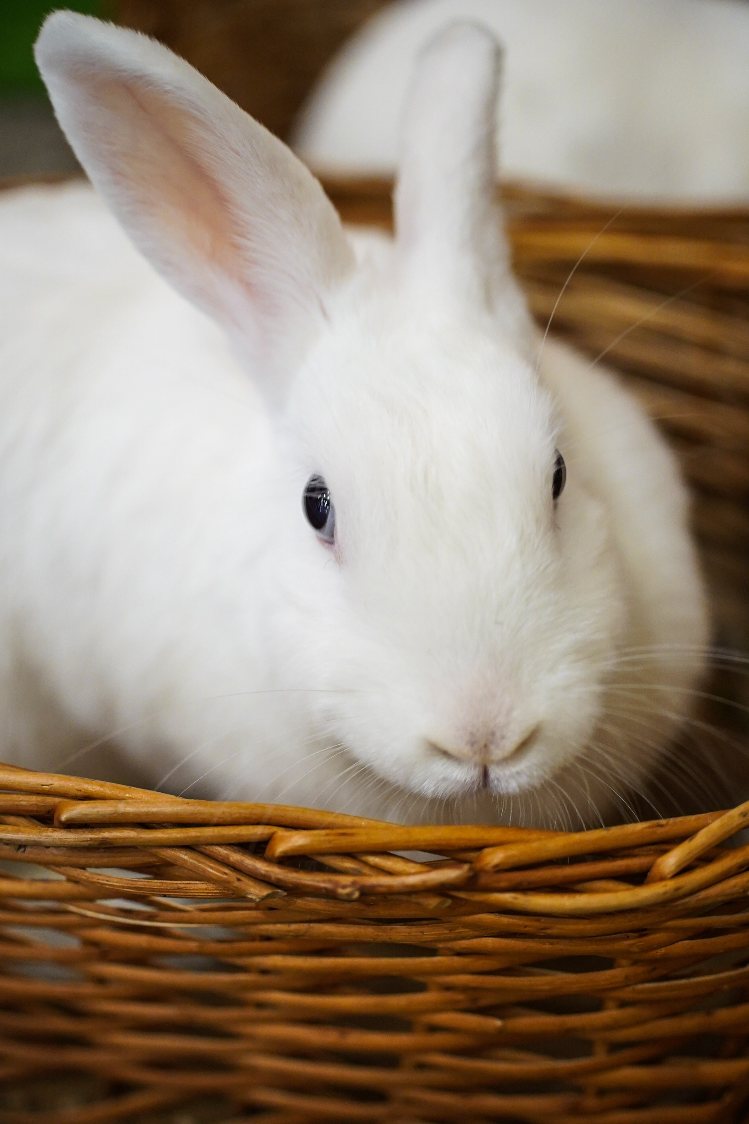 День Рождения Алиса в стране чудес. Фотограф
