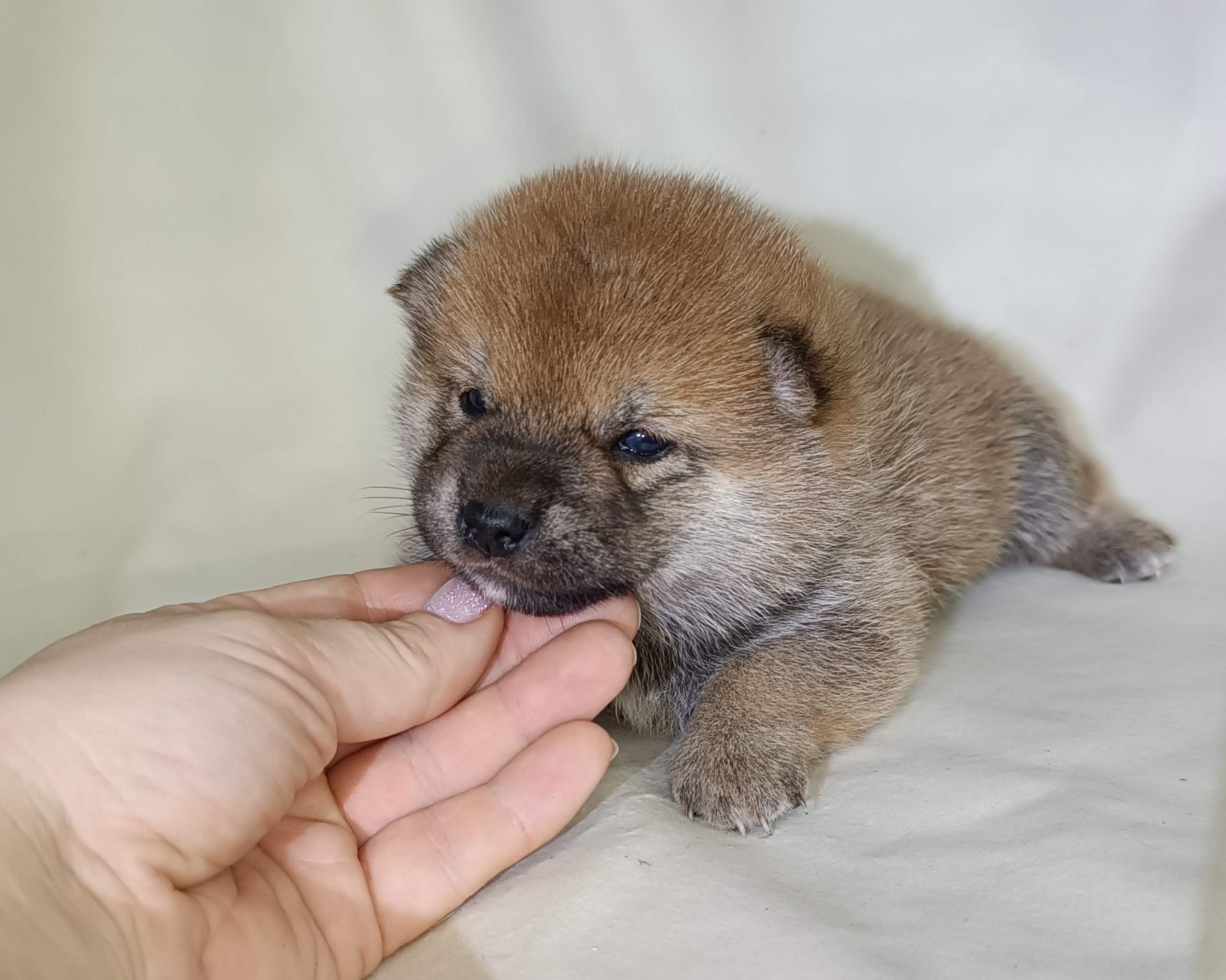 сиба питомник Рубилайт щенки на продажу rubylight  сиба щенки купить СПб Санкт-Петербург 