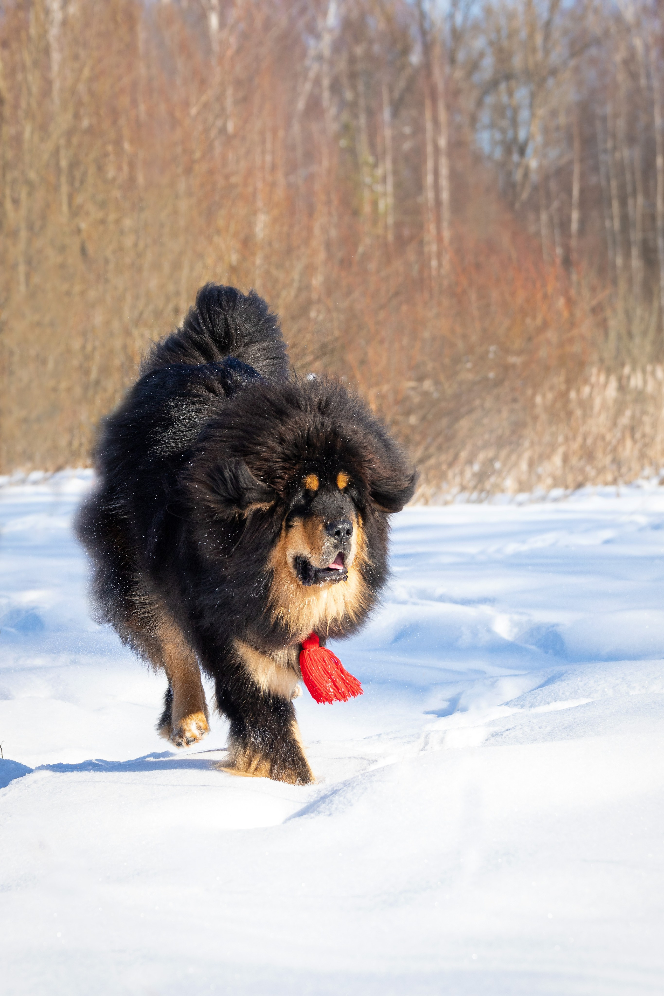 Самбу. Юлия Микульская. Рыбинск