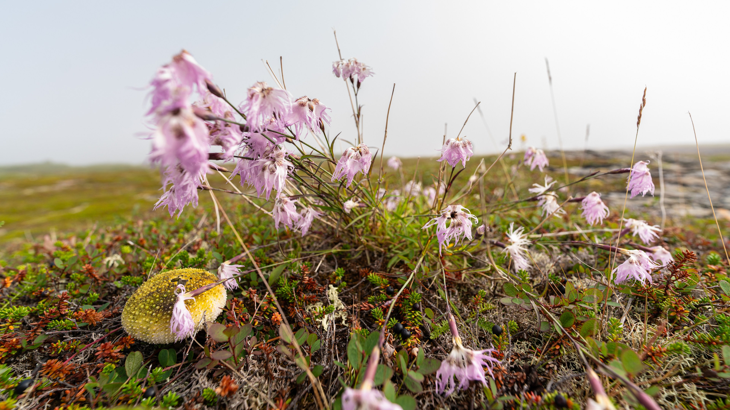 Кольский полуостров. ПОБУДЬ ЗДЕСЬ И ЦЕЛЕЕ БУДЕТ ЭТОТ МИР