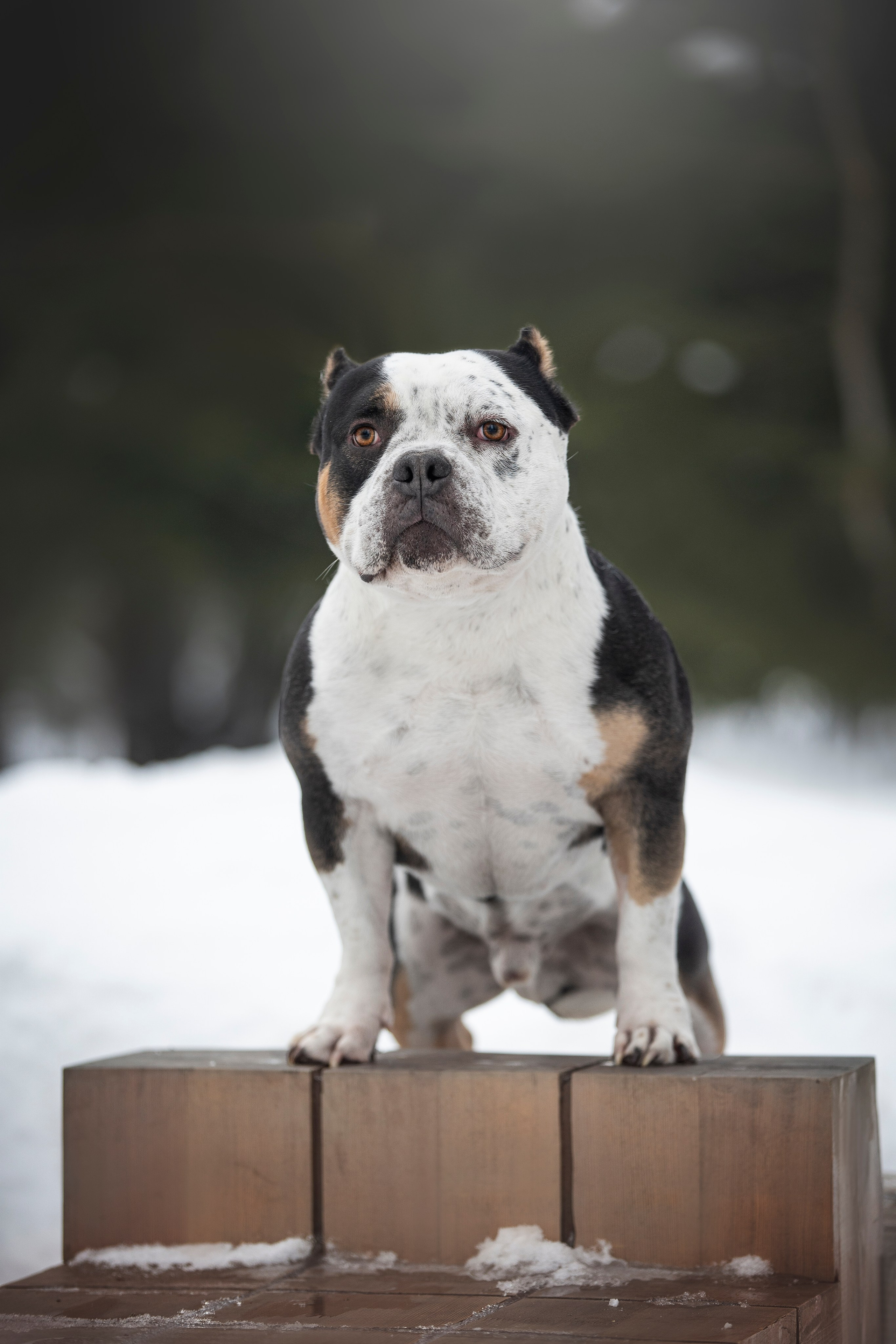 Американские булли. Фотограф анималист в Москве Майорова Евгения